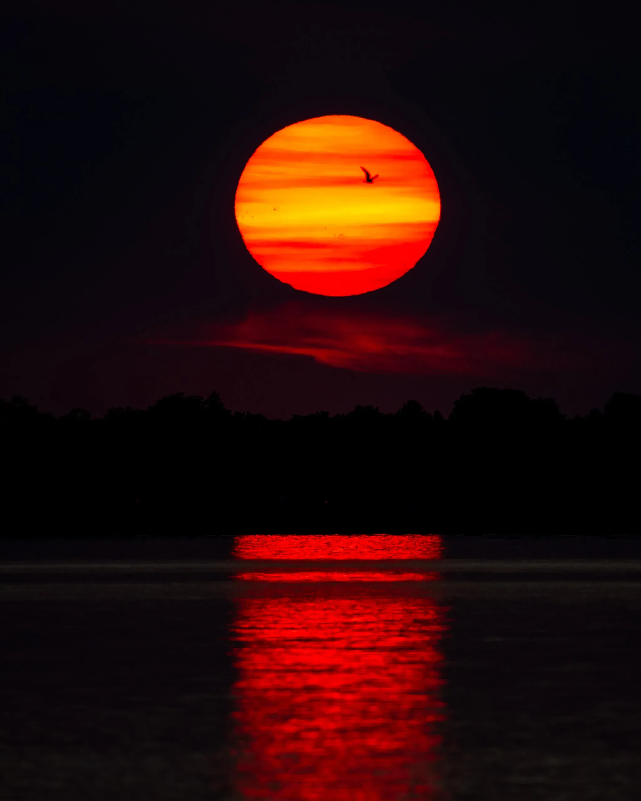Tiefroter Sonnenuntergang spiegelt sich im See, ein Vogel fliegt vor der Sonnenscheibe