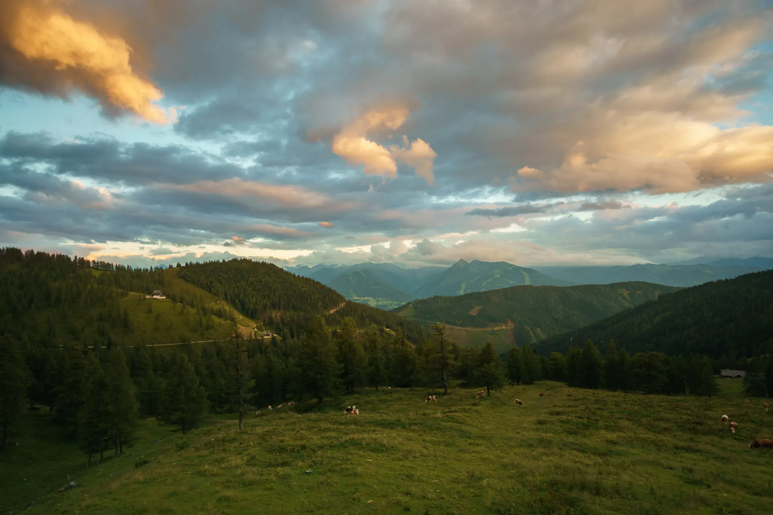 Almwiese mit weidenden Kühen und Bergpanorama unter Abendwolken