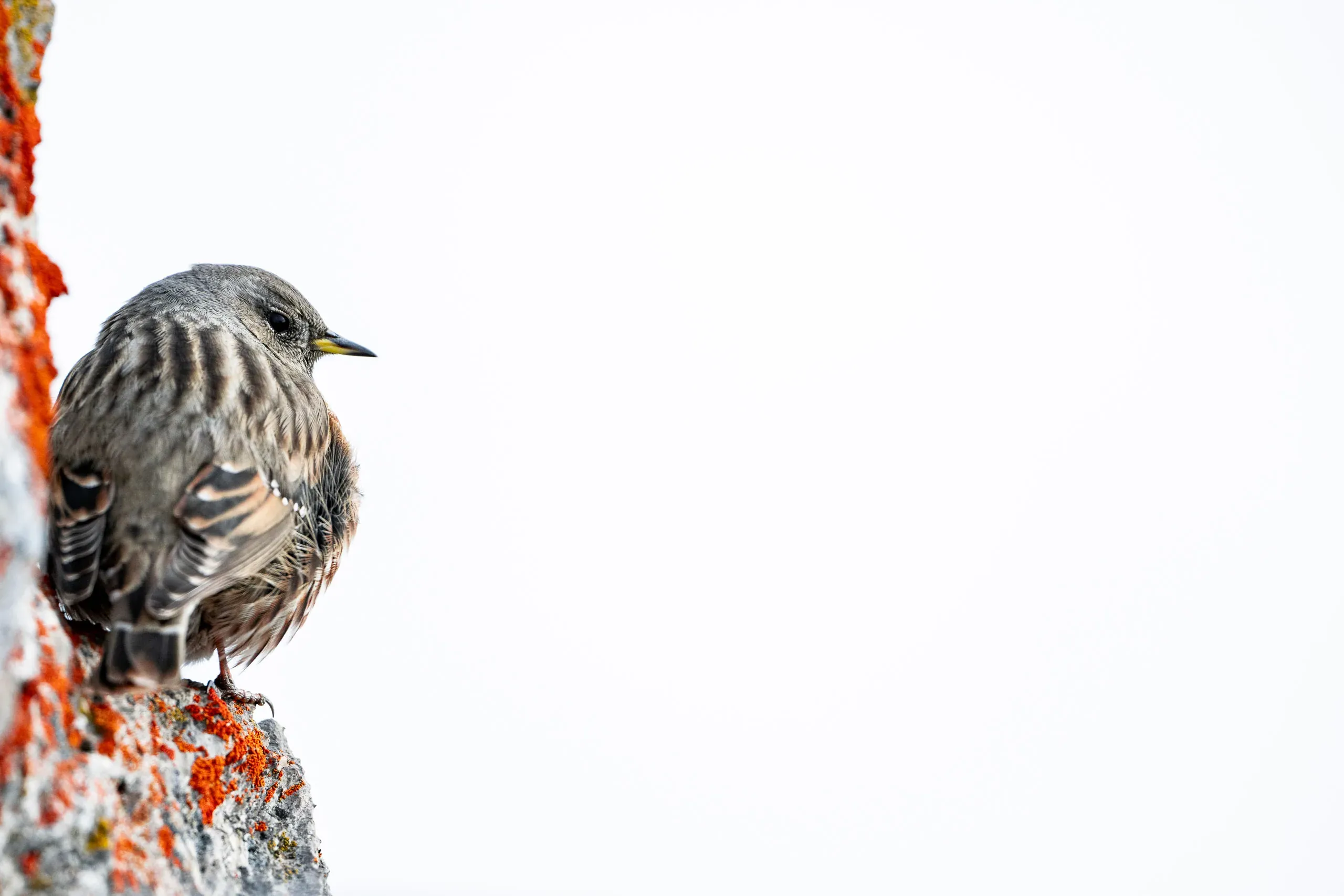 Bearded Vultures on the Gemmi – Bild 10