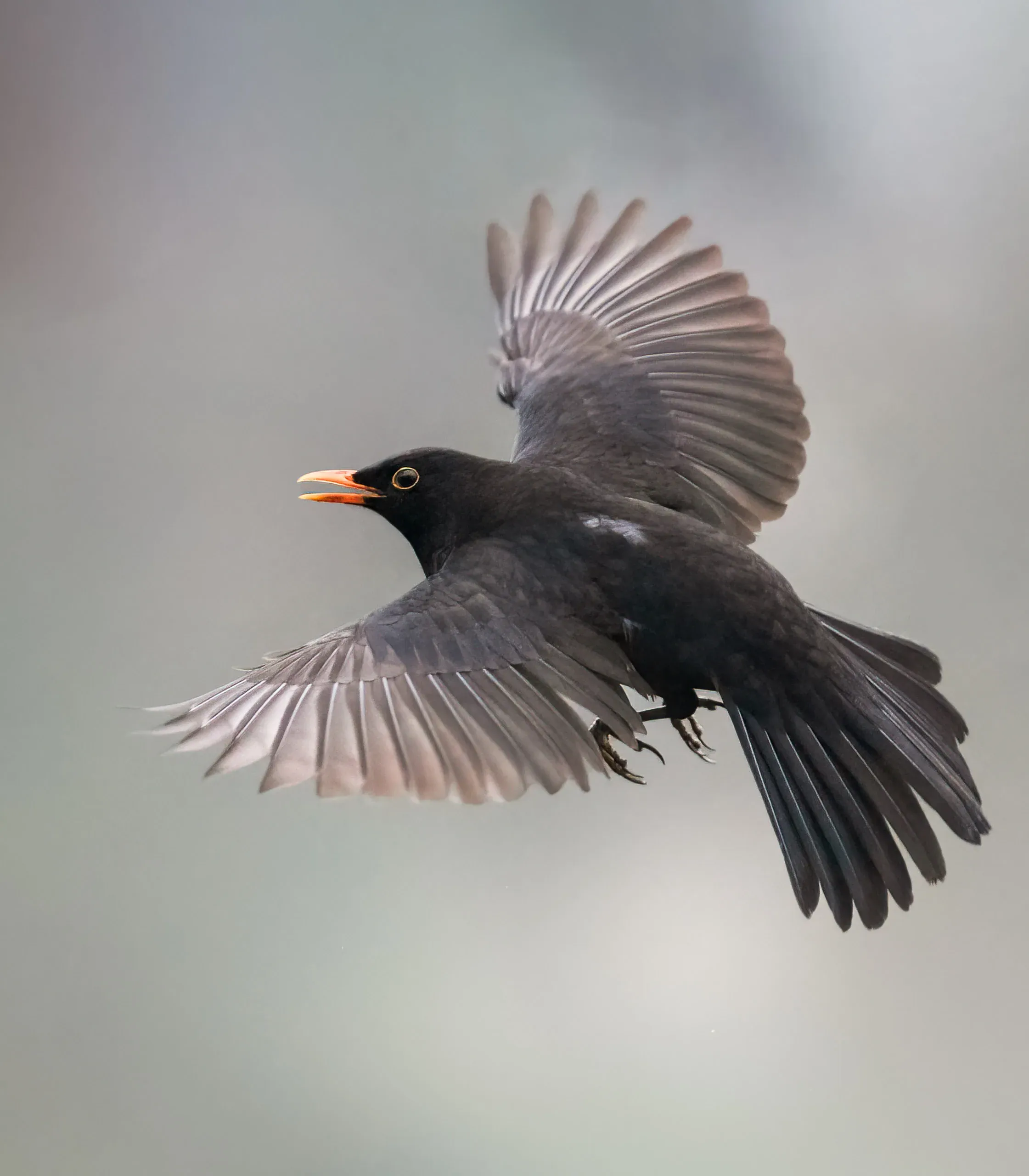 Amselmännchen im Flug mit orangem Schnabel