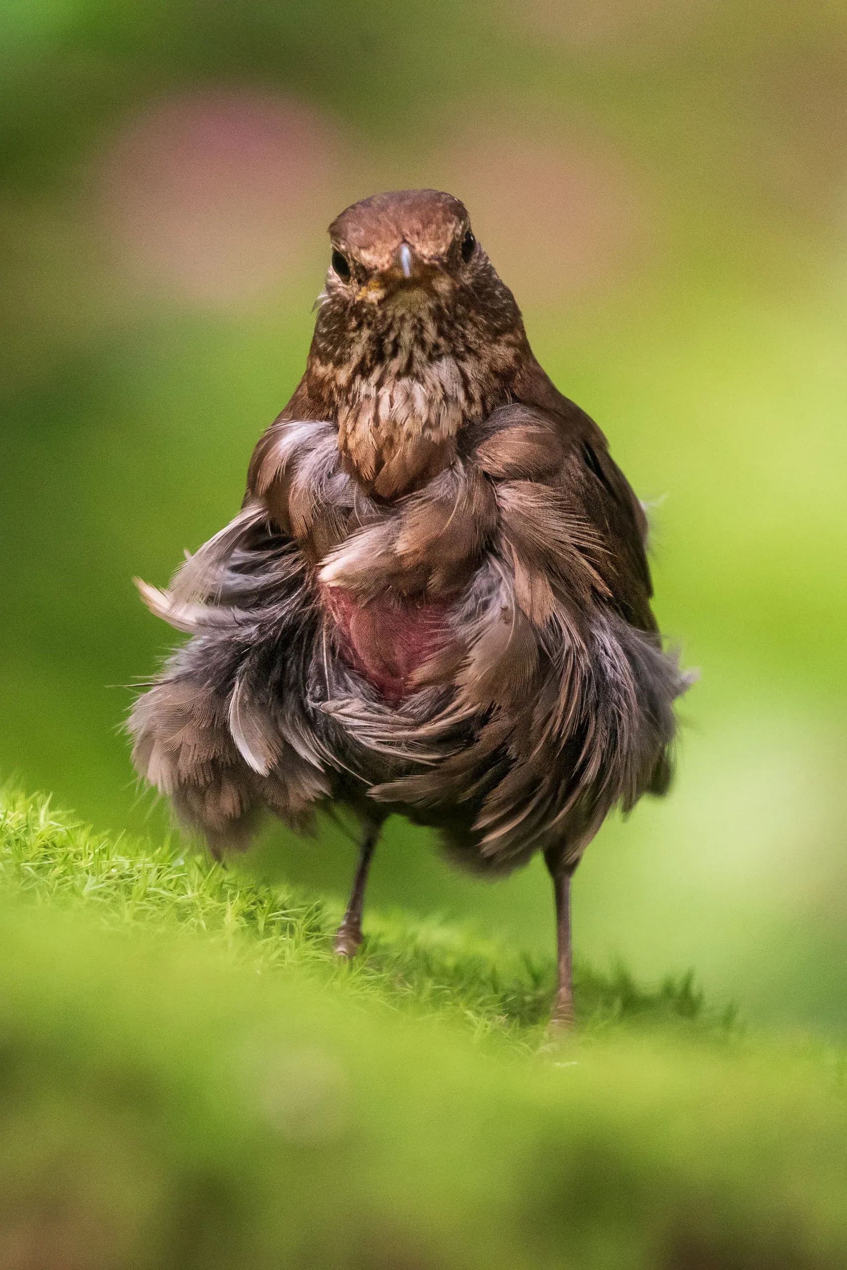 Weibliche Amsel plustert sich auf einem Moospolster auf