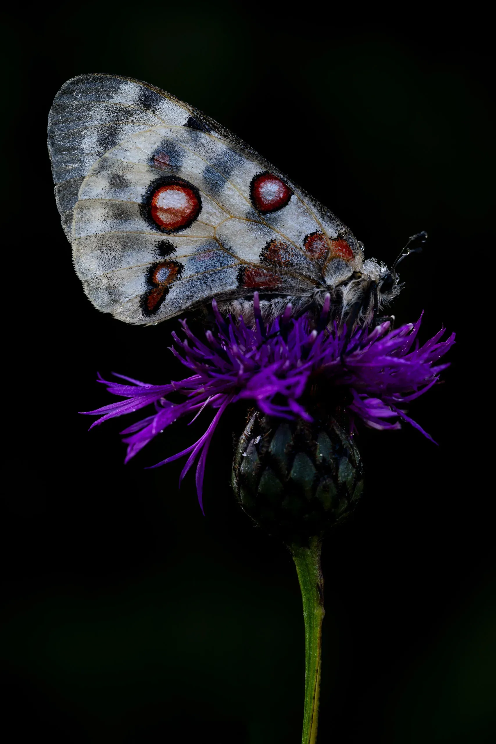 Apollofalter auf einer Flockenblume vor dunklem Hintergrund