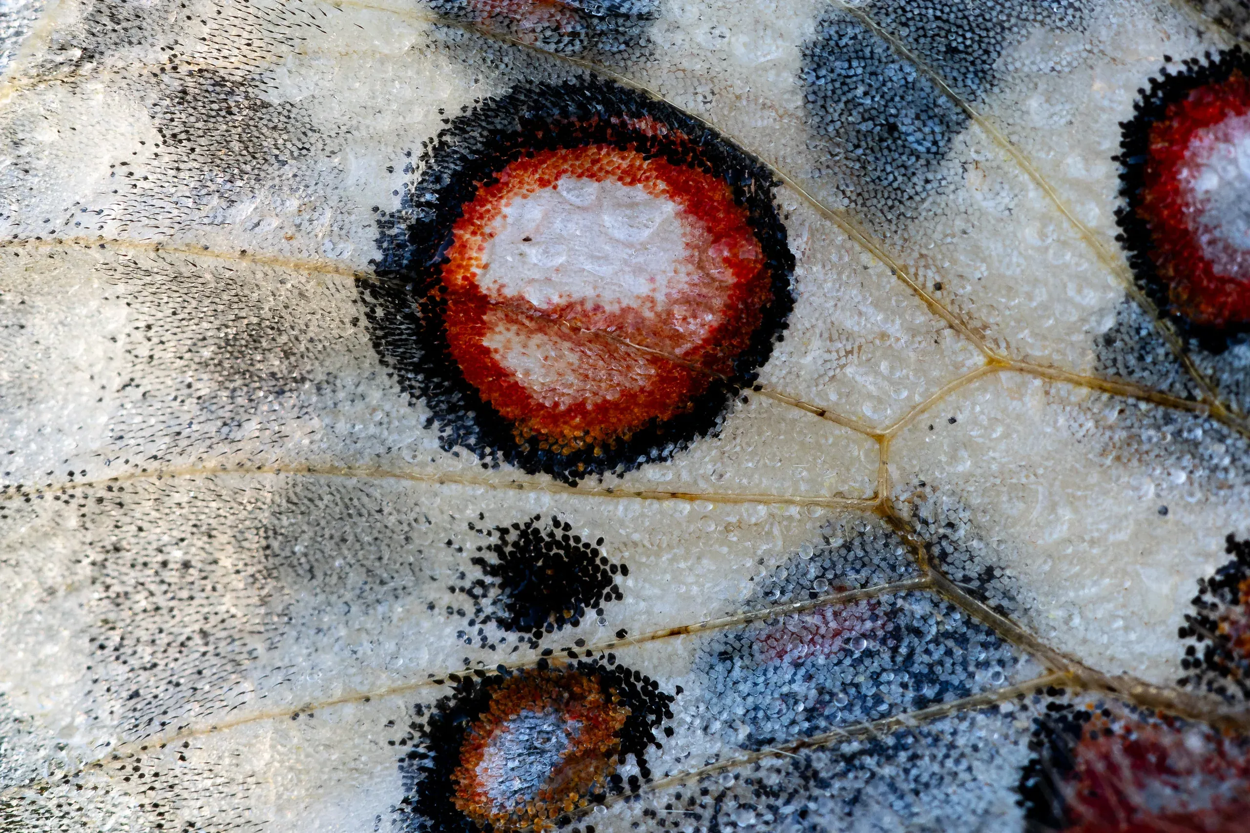 Makro der roten und blauen Augenflecken auf einem Schmetterlingsflügel