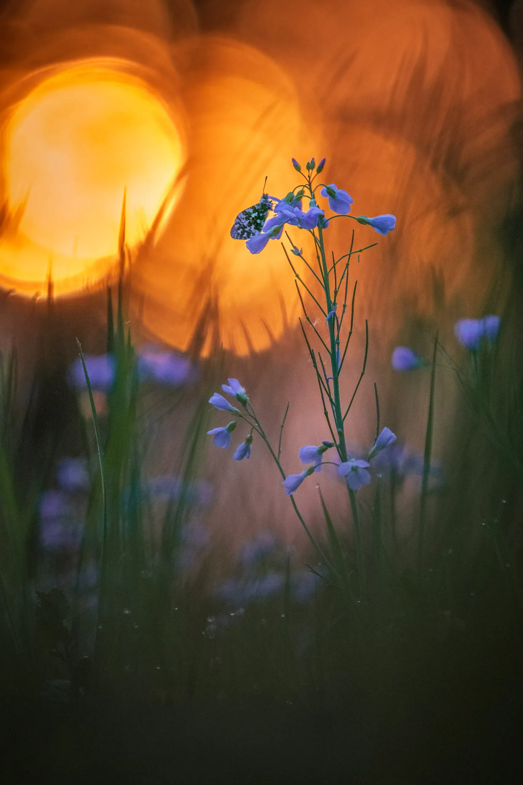 Orange Tip