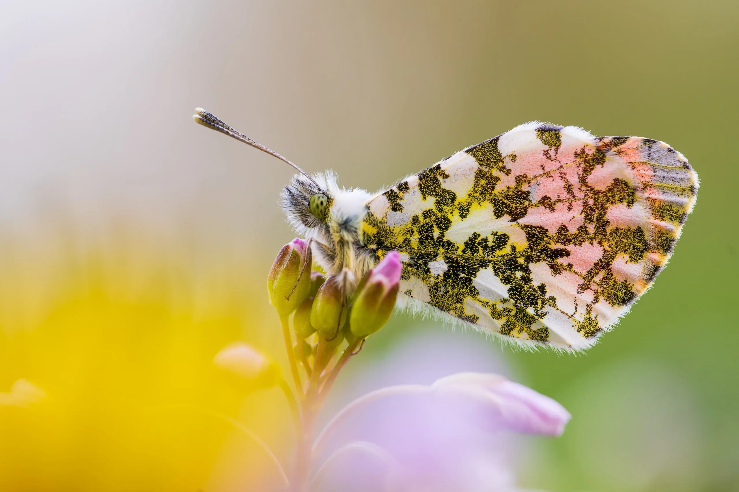 Aurorafalter-Männchen mit grün gemusterter Flügelunterseite auf einer Blüte
