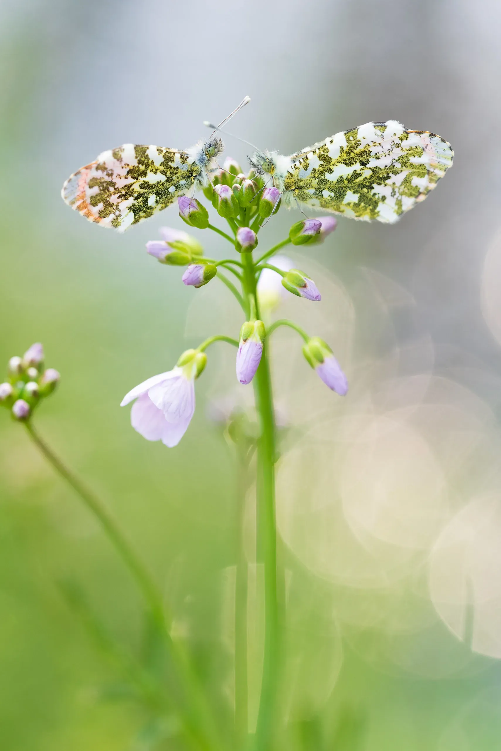 Zwei Aurorafalter auf einer Wiesenschaumkraut-Blüte