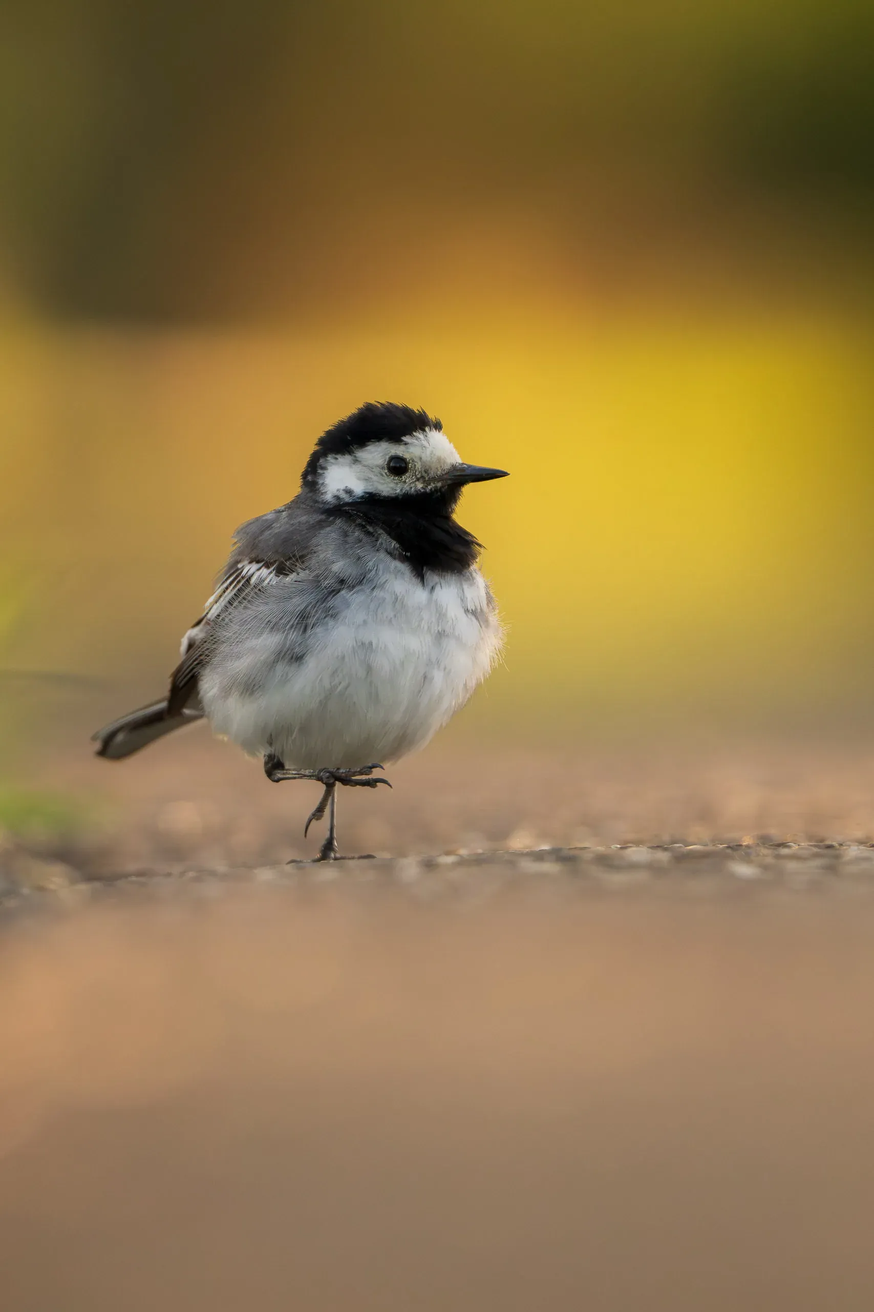 Bachstelze steht auf einem Weg vor herbstlichem Bokeh