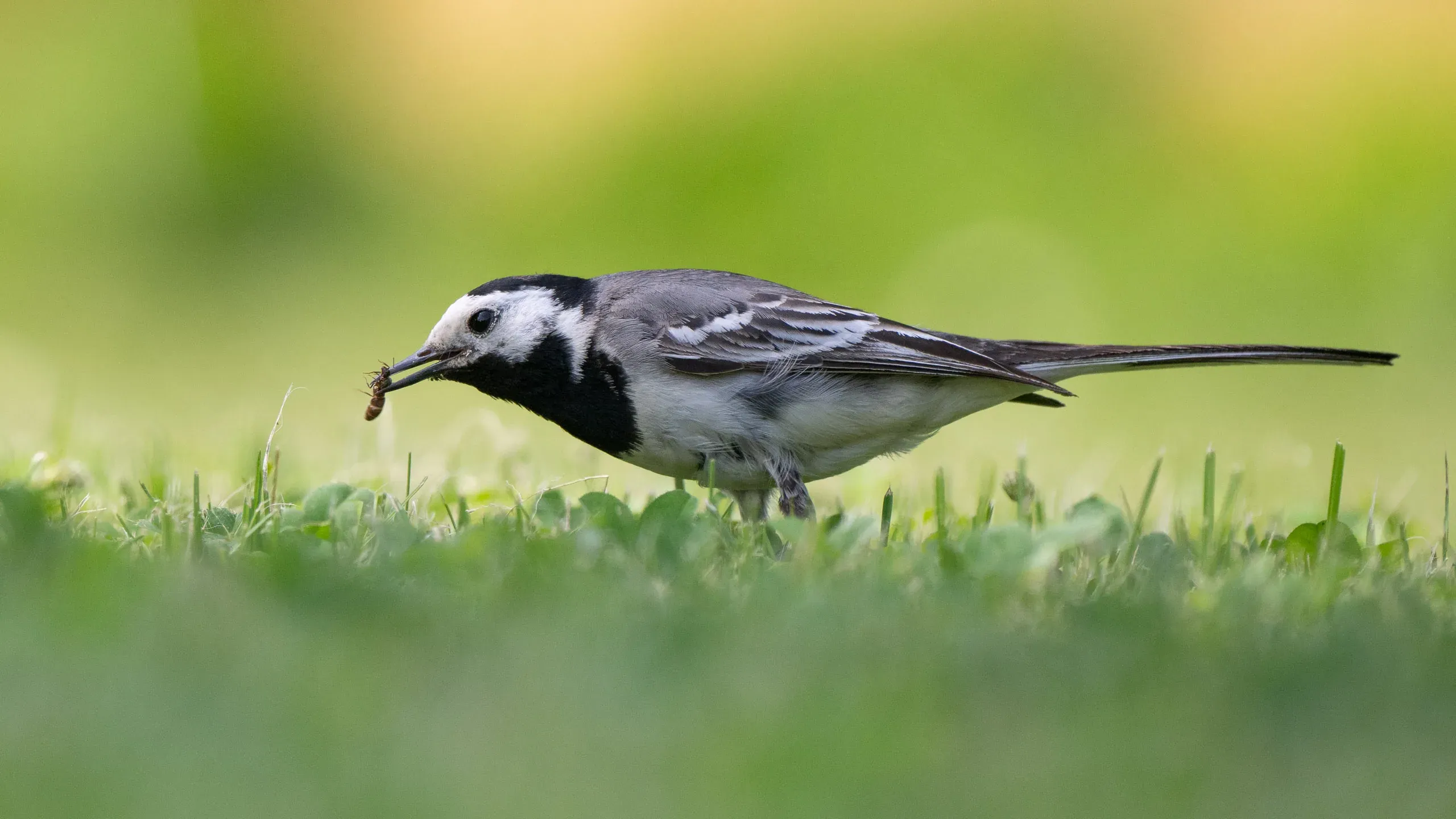 Bachstelze mit einer Insektenlarve im Schnabel auf einer Wiese