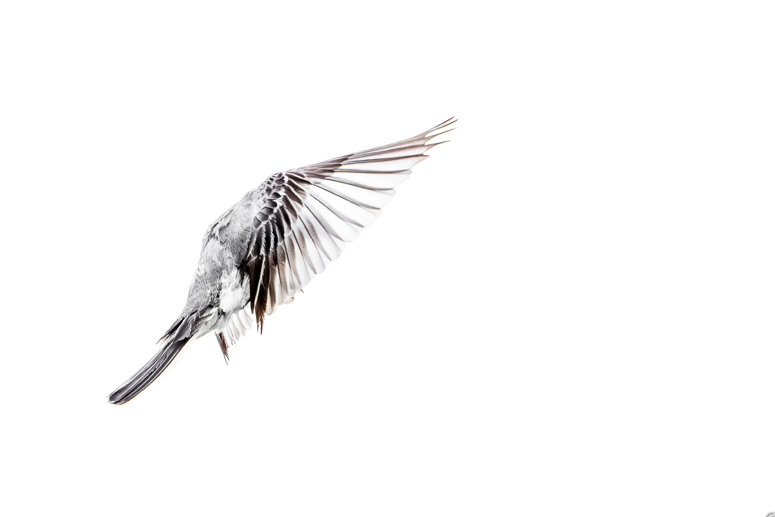Bachstelze im Flug von unten vor weißem Himmel