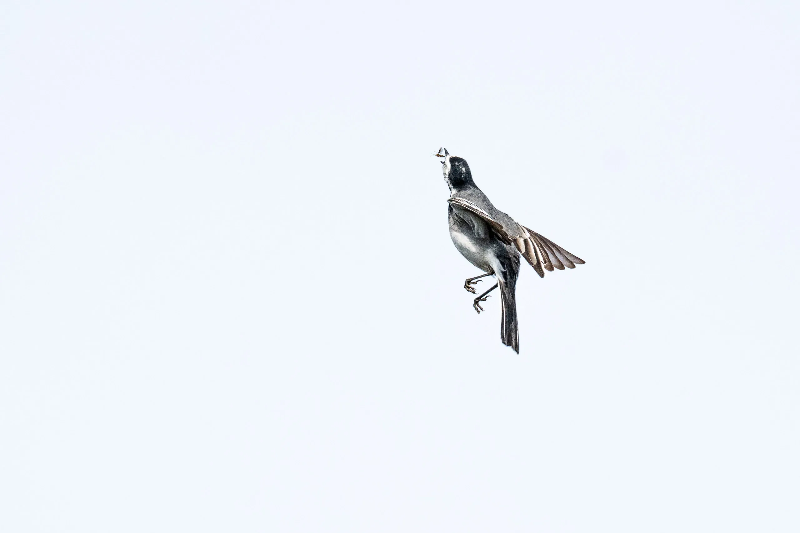 Bachstelze im Flug vor hellem Himmel