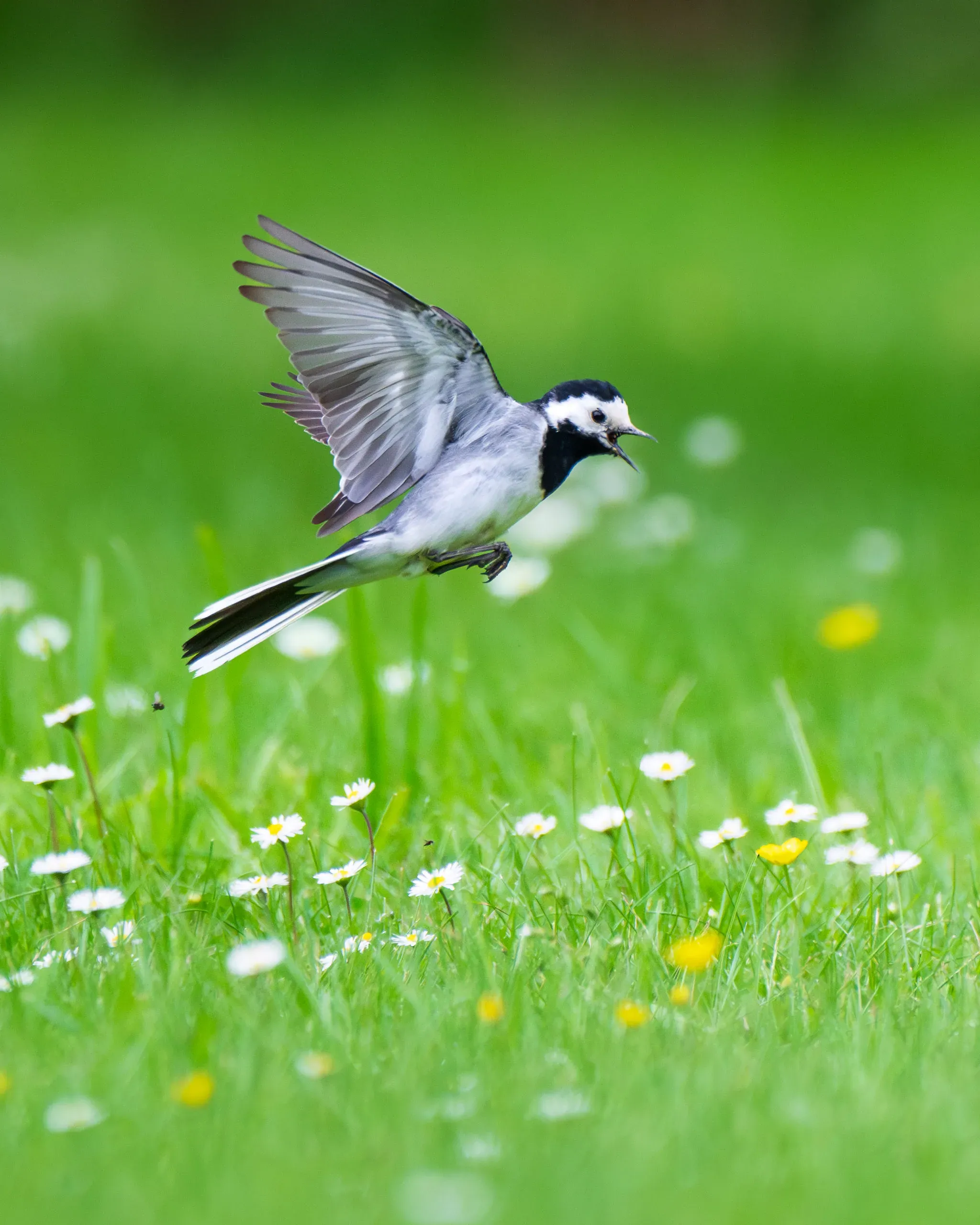Bachstelze im Flug über einer Wiese mit Gänseblümchen