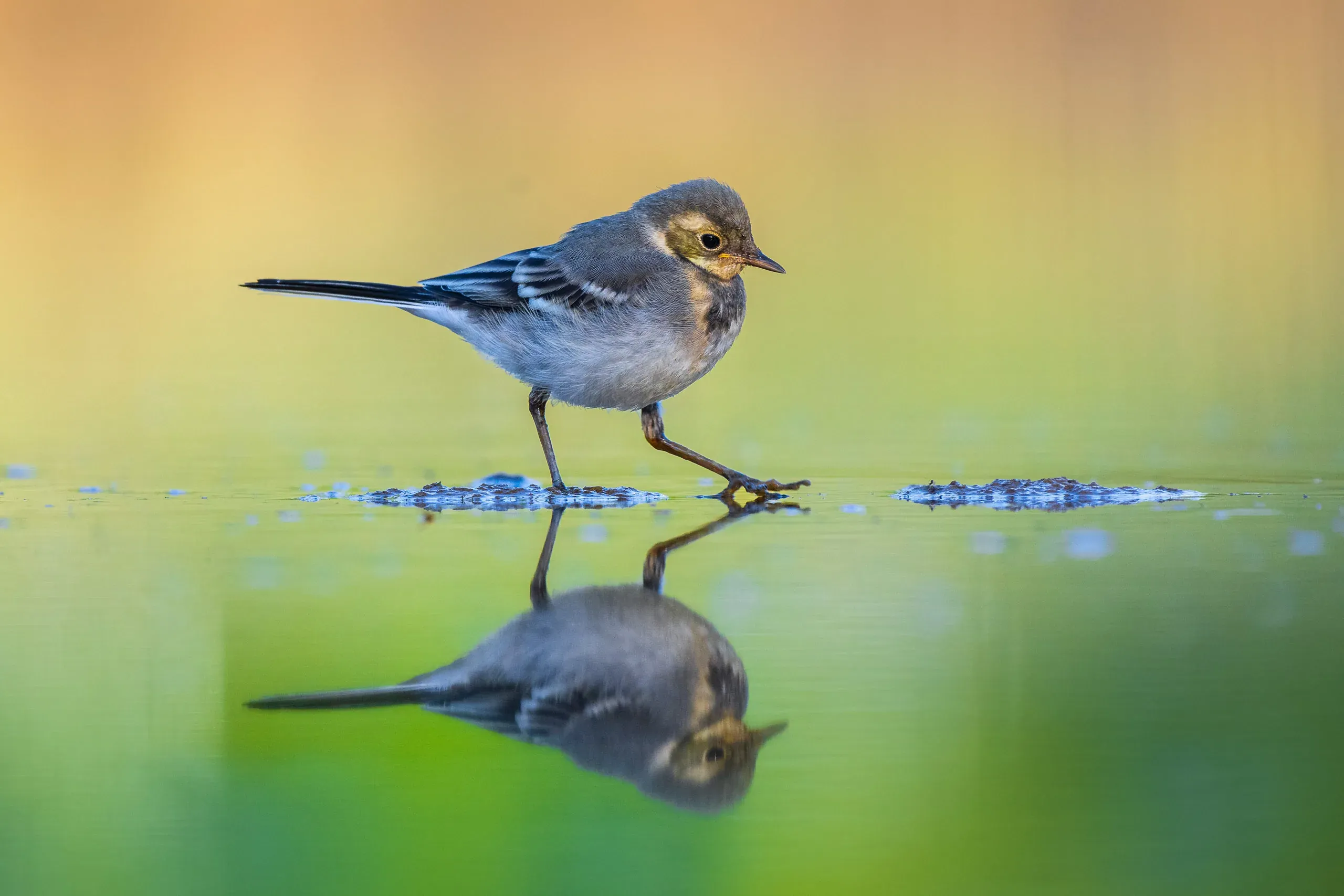 Junge Bachstelze mit Spiegelung auf ruhigem Wasser