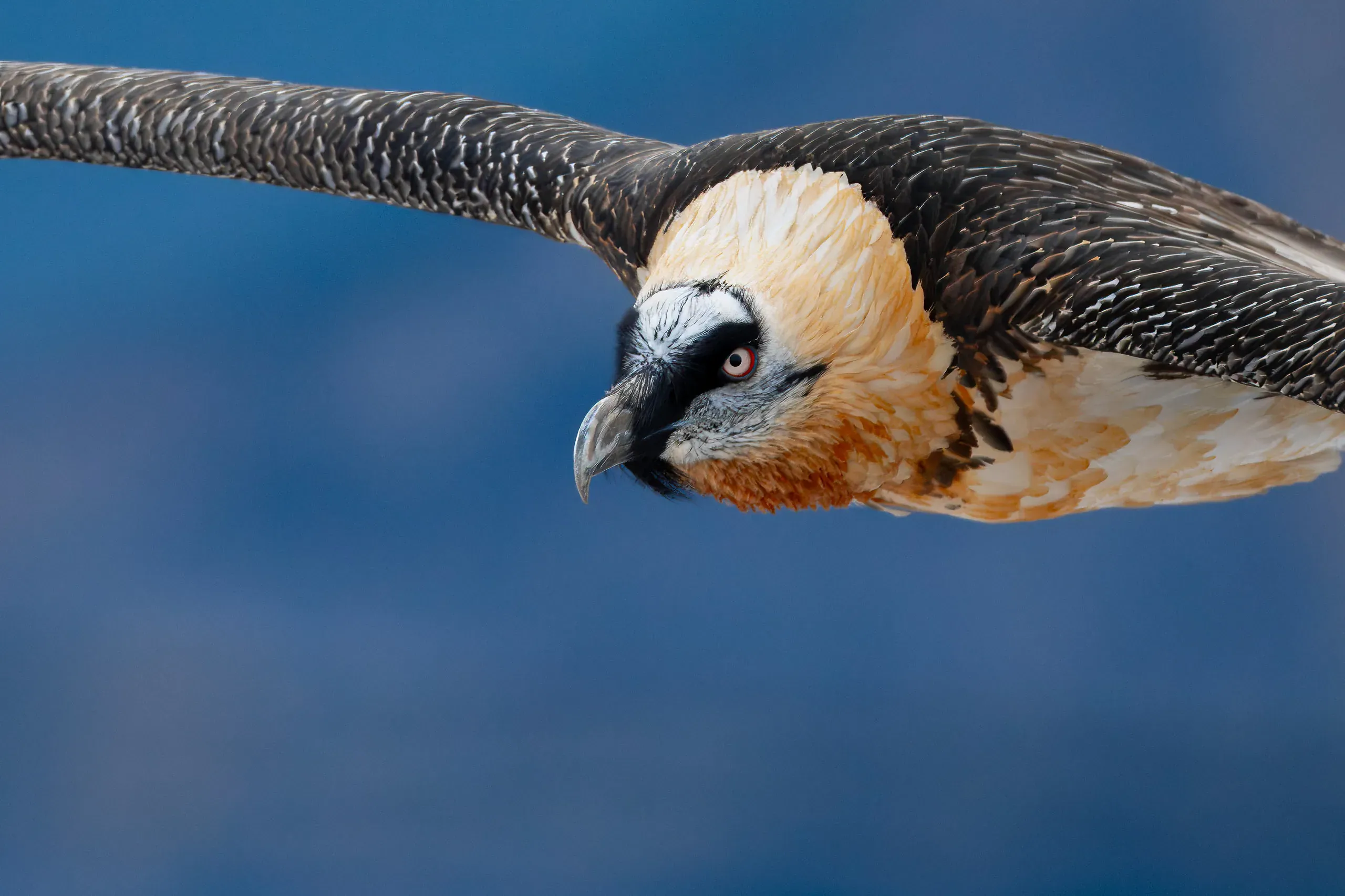 Bearded Vulture