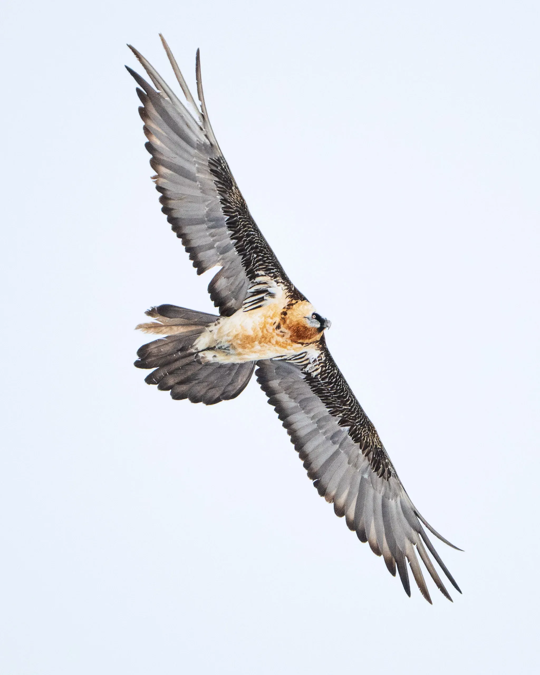 Bartgeier im Segelflug vor hellem Himmel