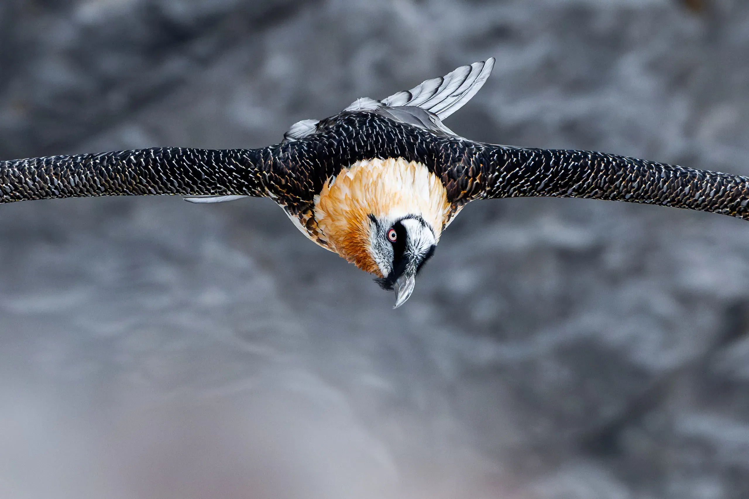 Bartgeier fliegt frontal auf die Kamera zu