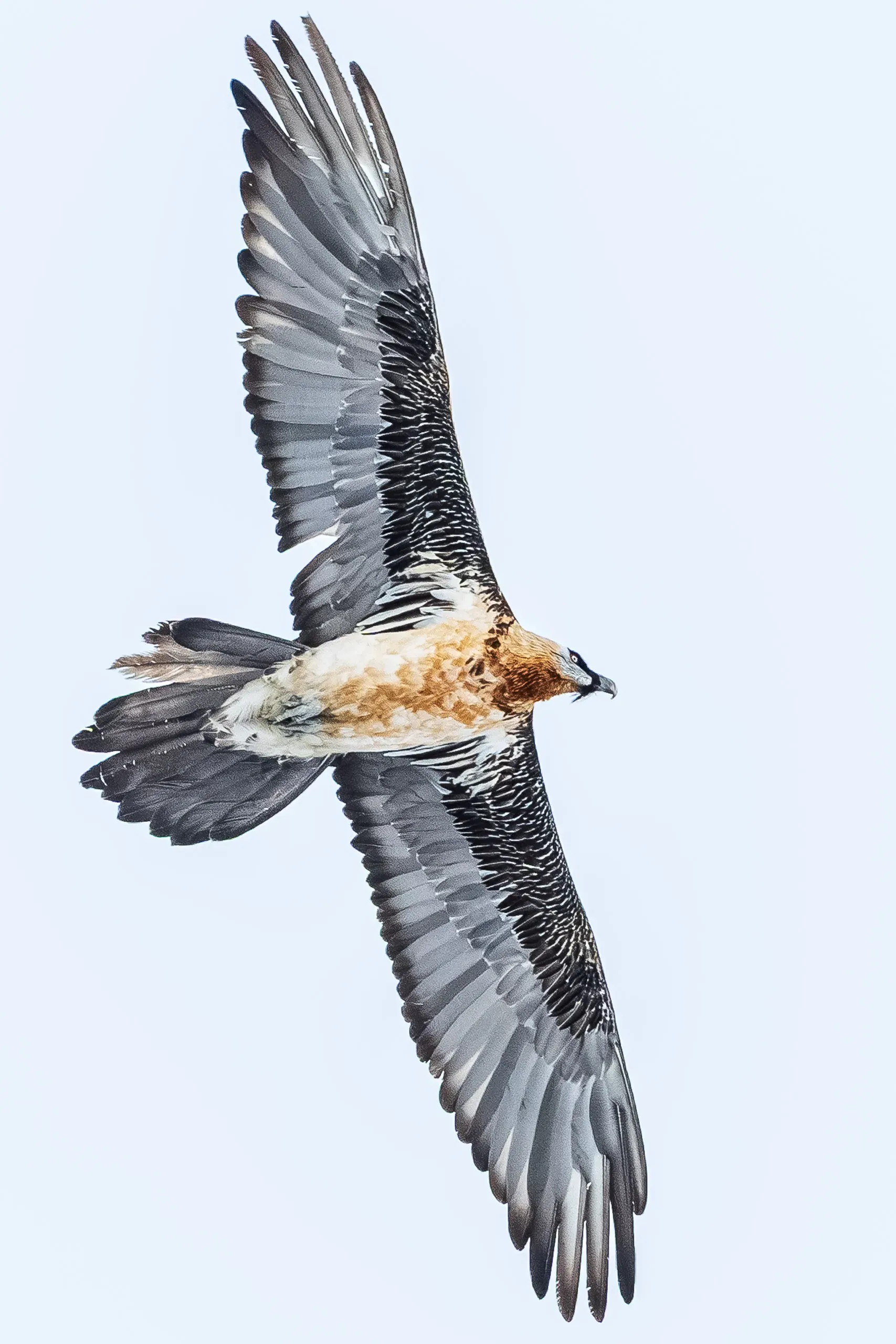 Bearded Vultures on the Gemmi – Bild 2