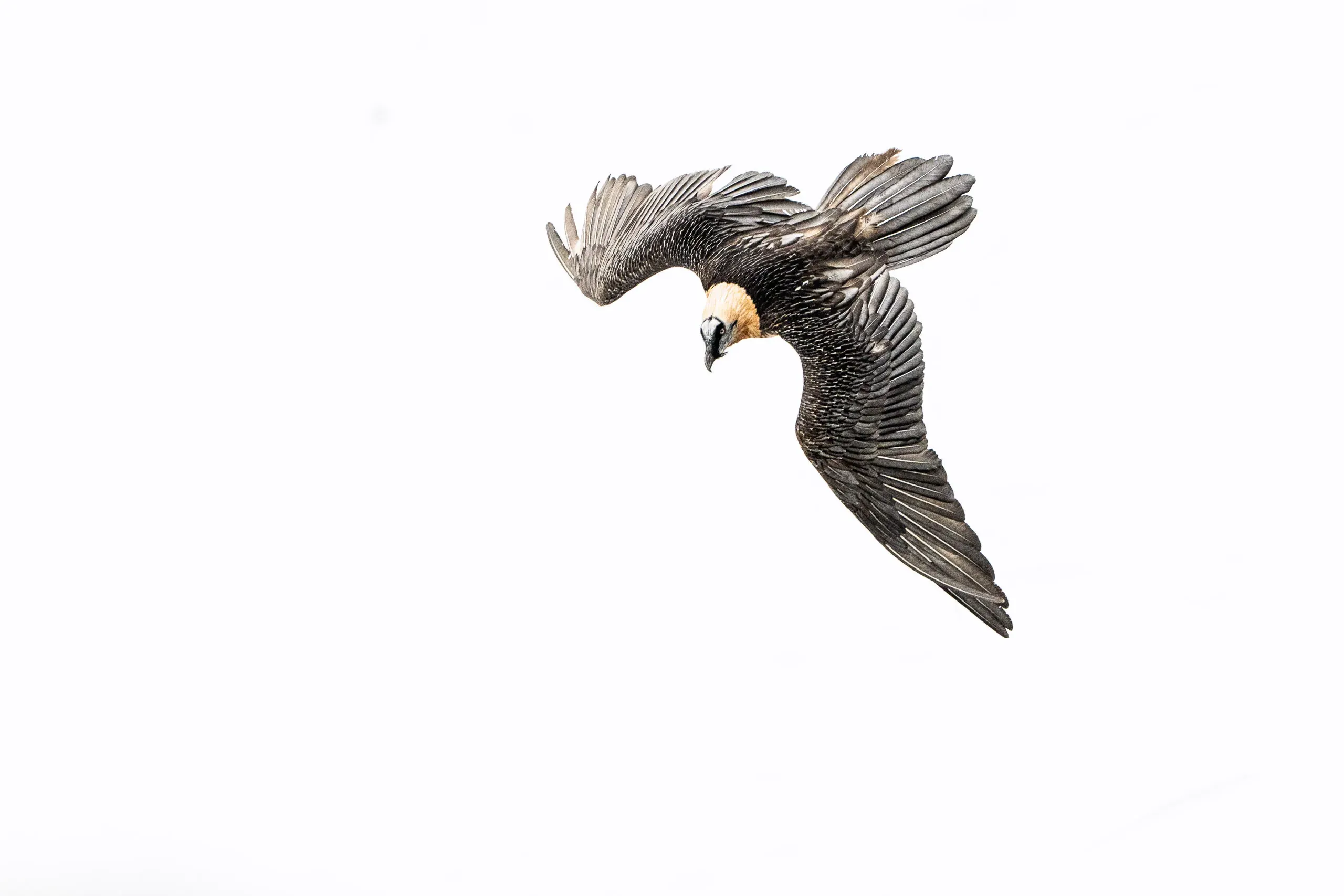 Bearded Vultures on the Gemmi – Bild 3