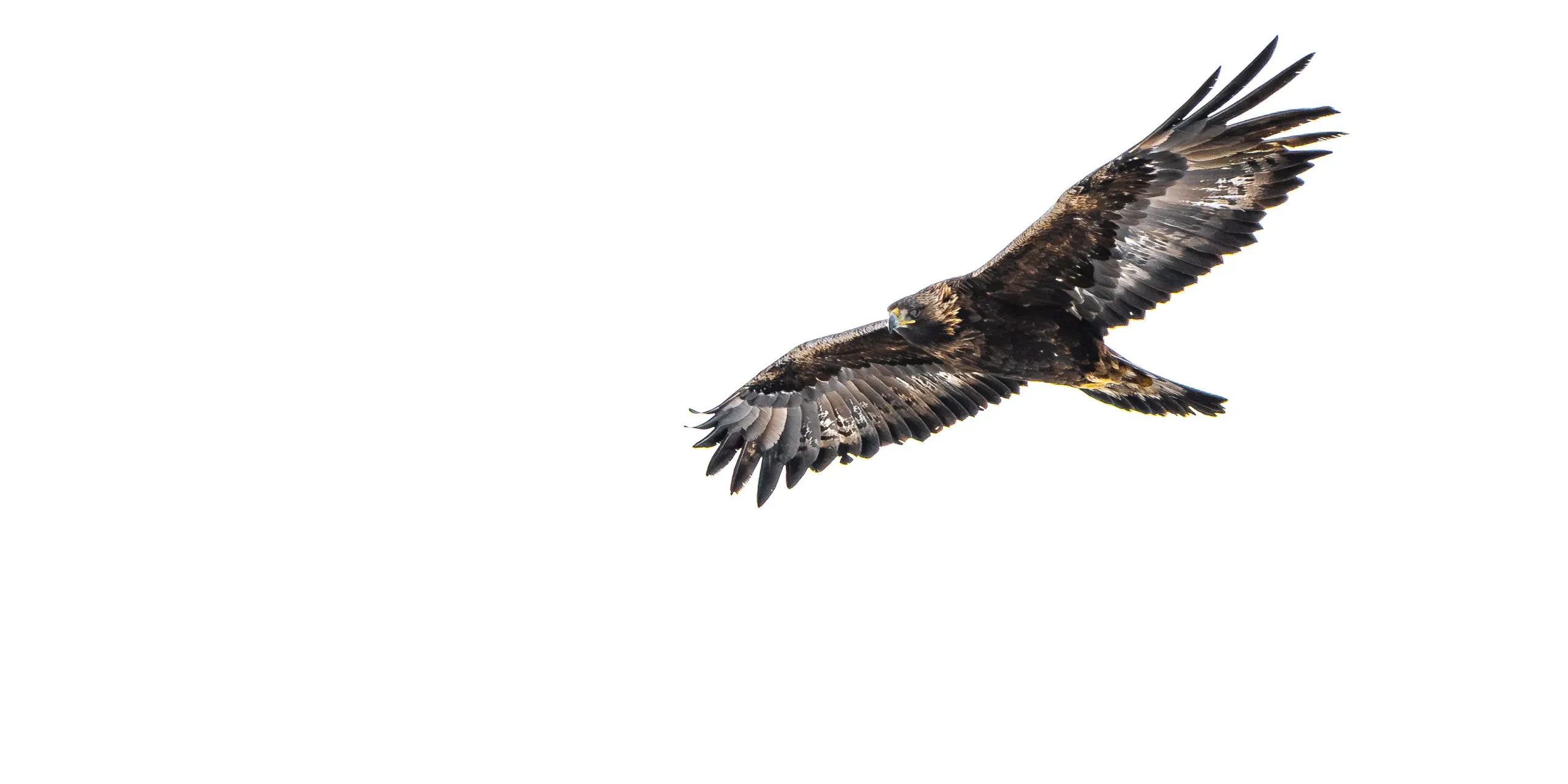 Bearded Vultures on the Gemmi – Bild 4