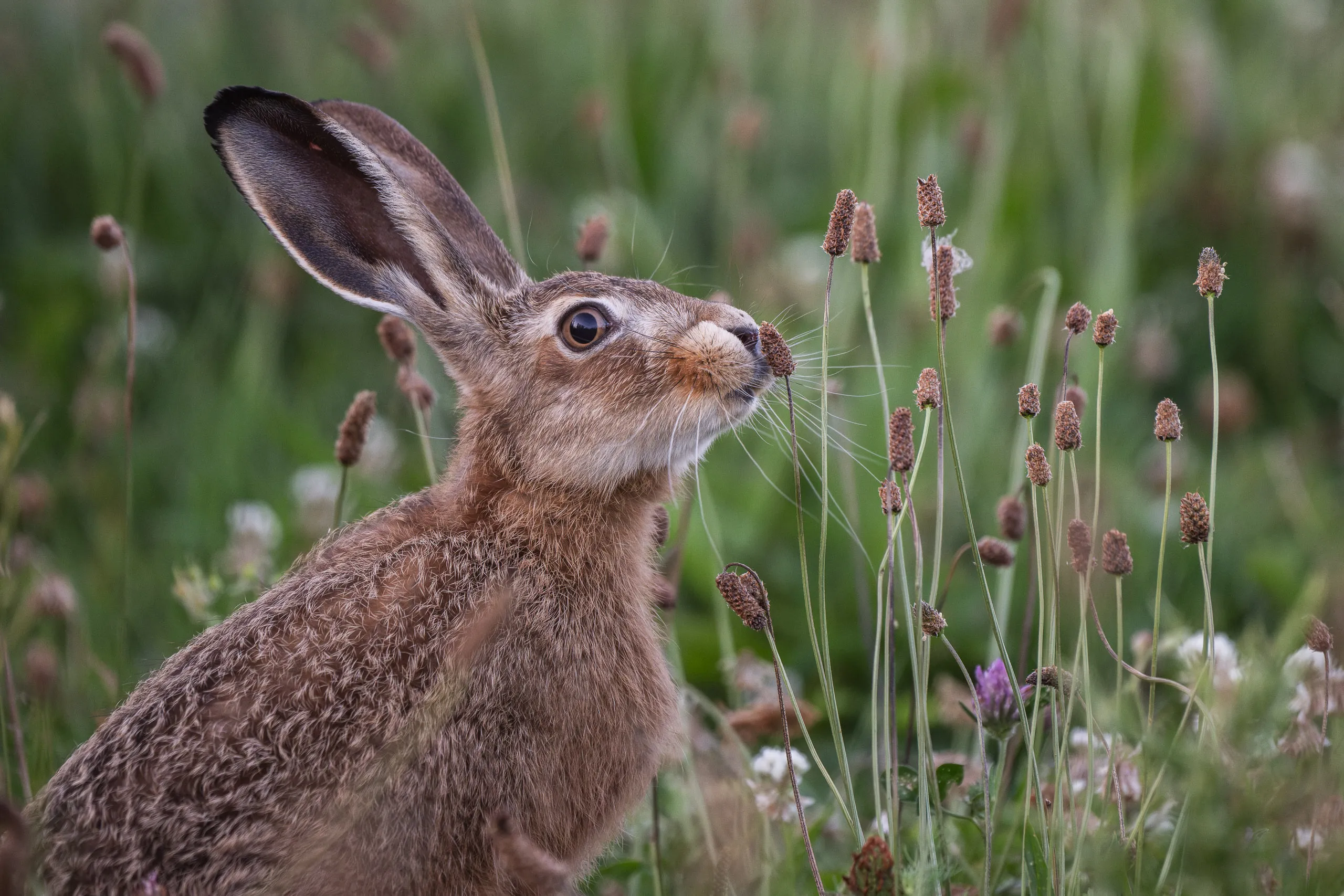 Fototag „Bislicher Inseln“ – Bild 7
