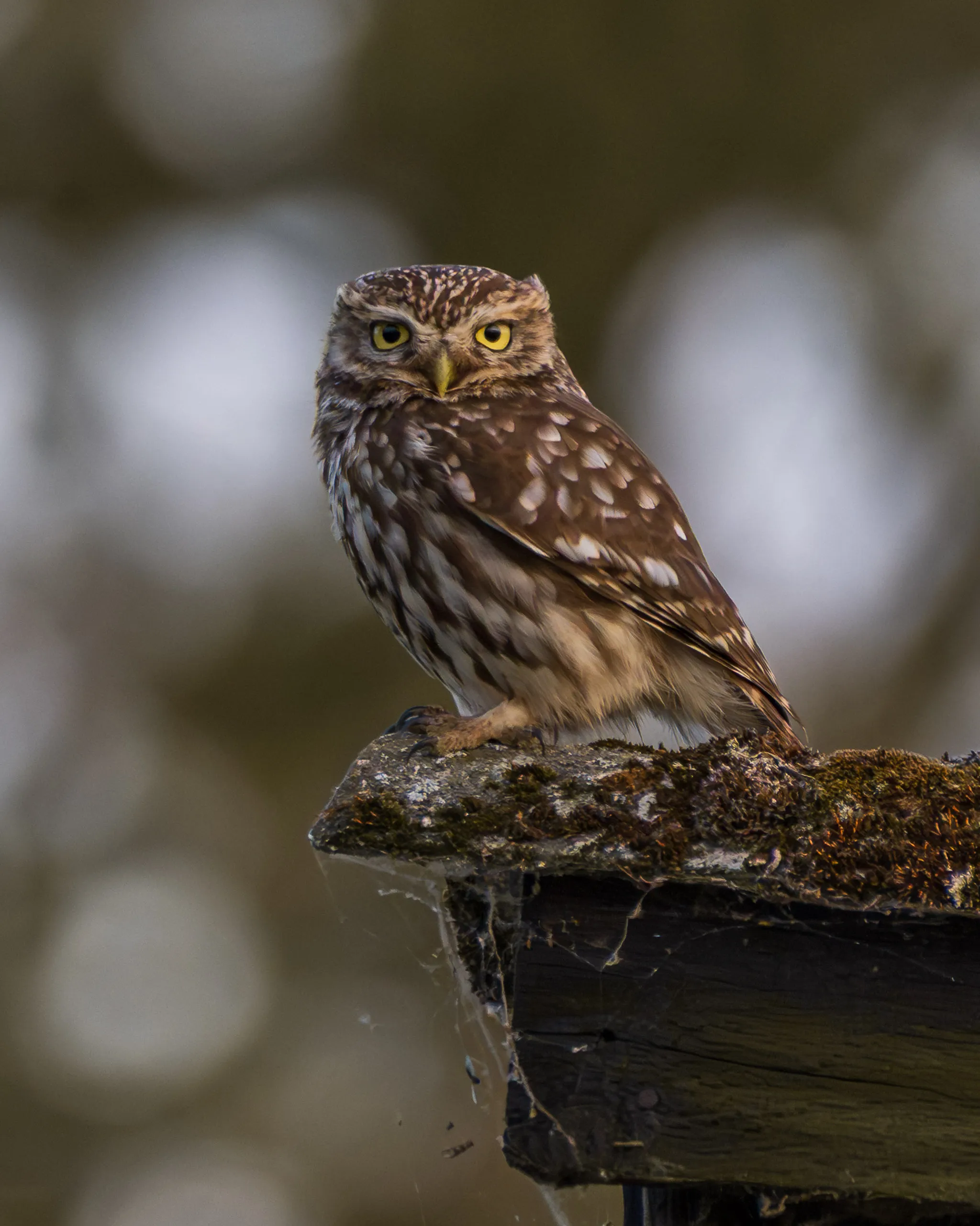 Fototag „Bislicher Inseln“ – Bild 12