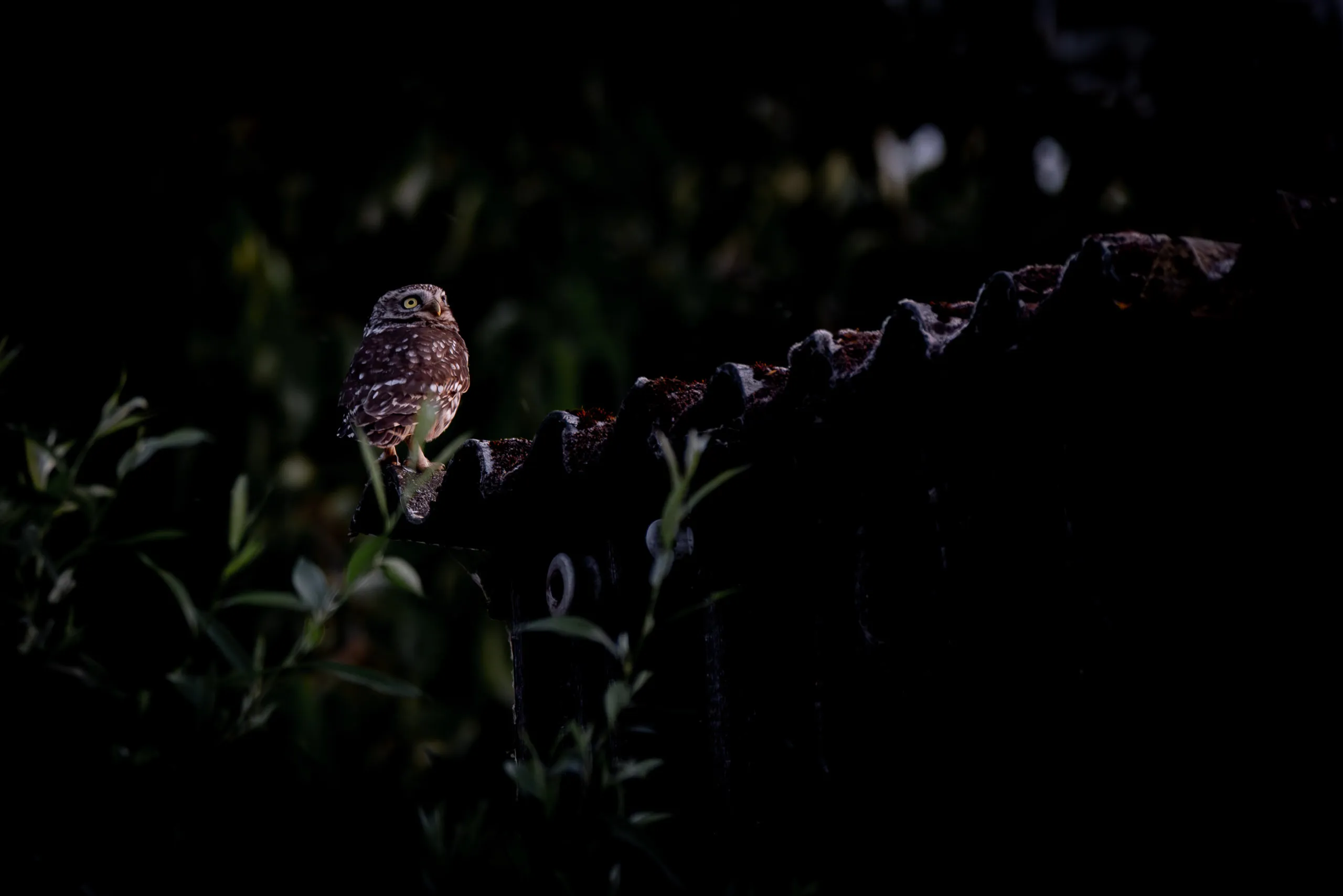 Fototag „Bislicher Inseln“ – Bild 11