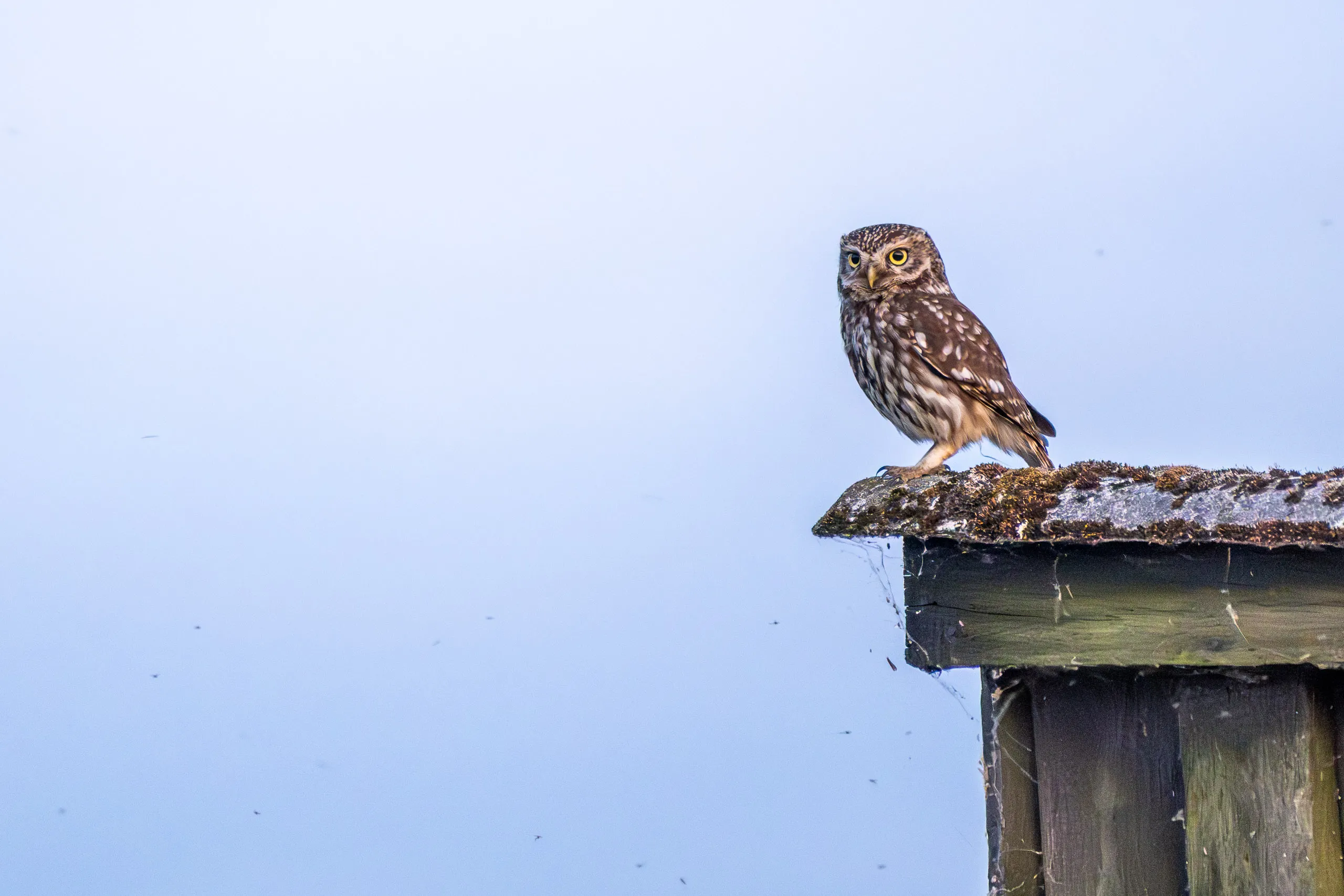 Fototag „Bislicher Inseln“ – Bild 10