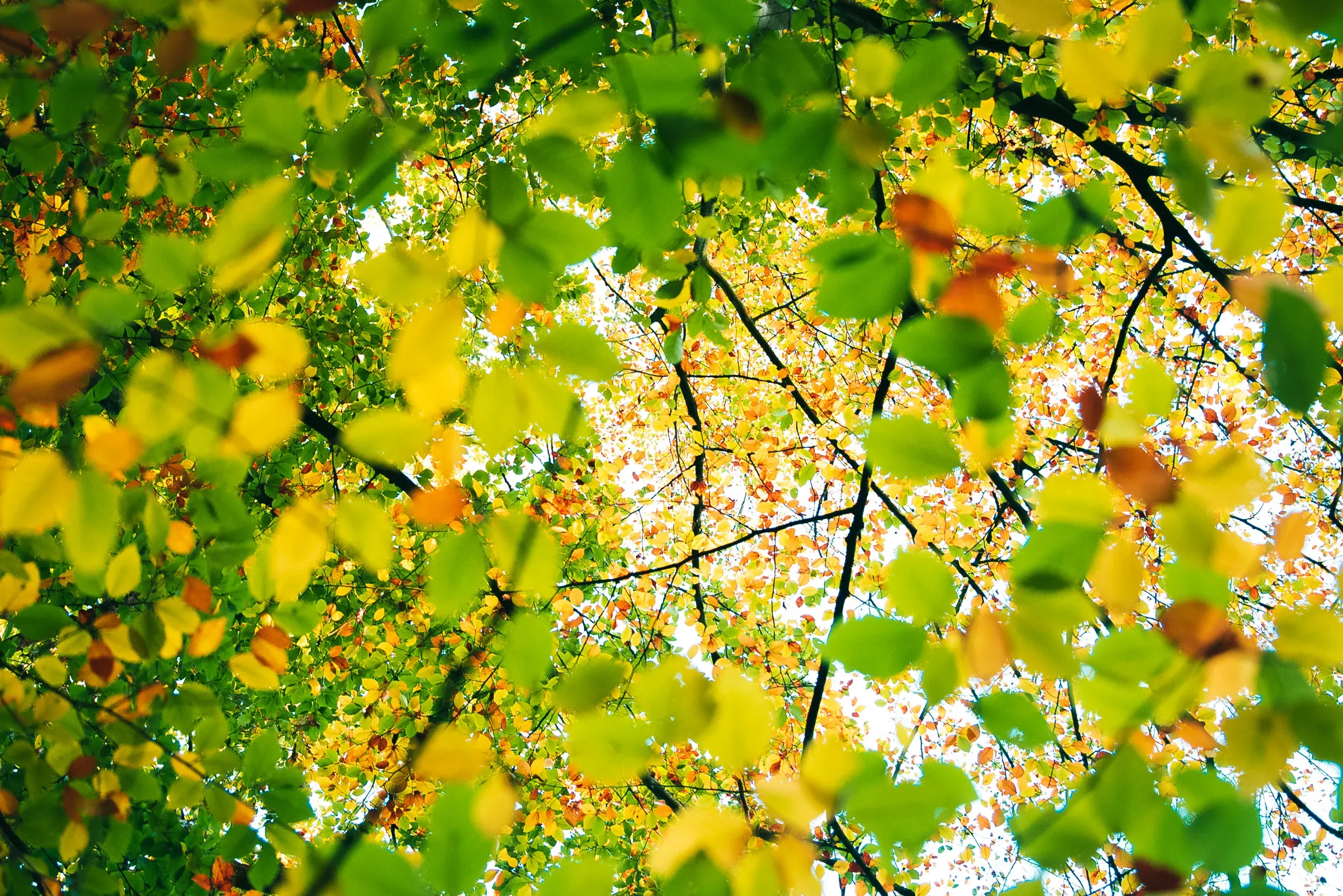 Blick nach oben in ein herbstliches Blätterdach aus grünen und gelben Blättern