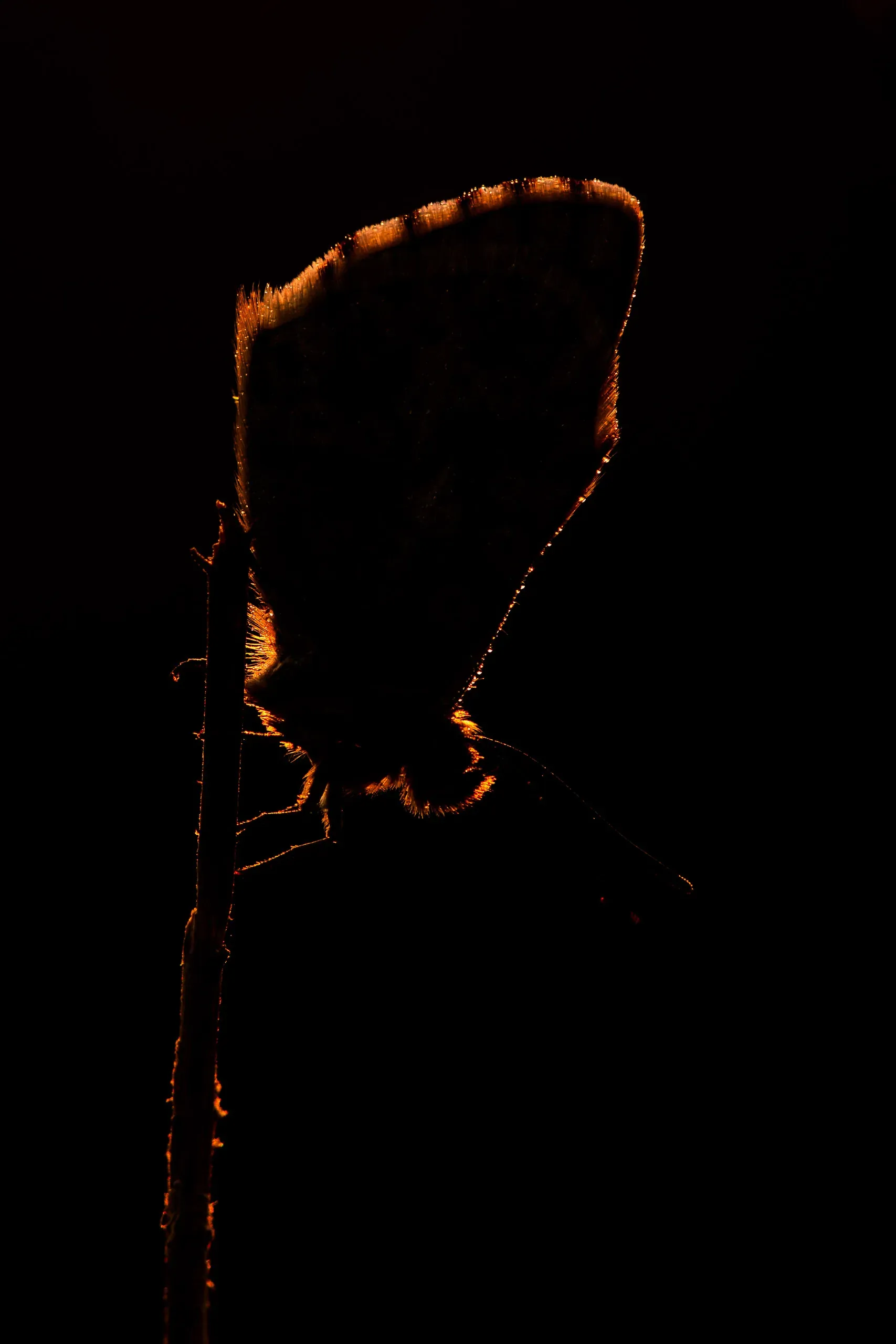 Bläuling als Silhouette im warmen Gegenlicht der aufgehenden Sonne
