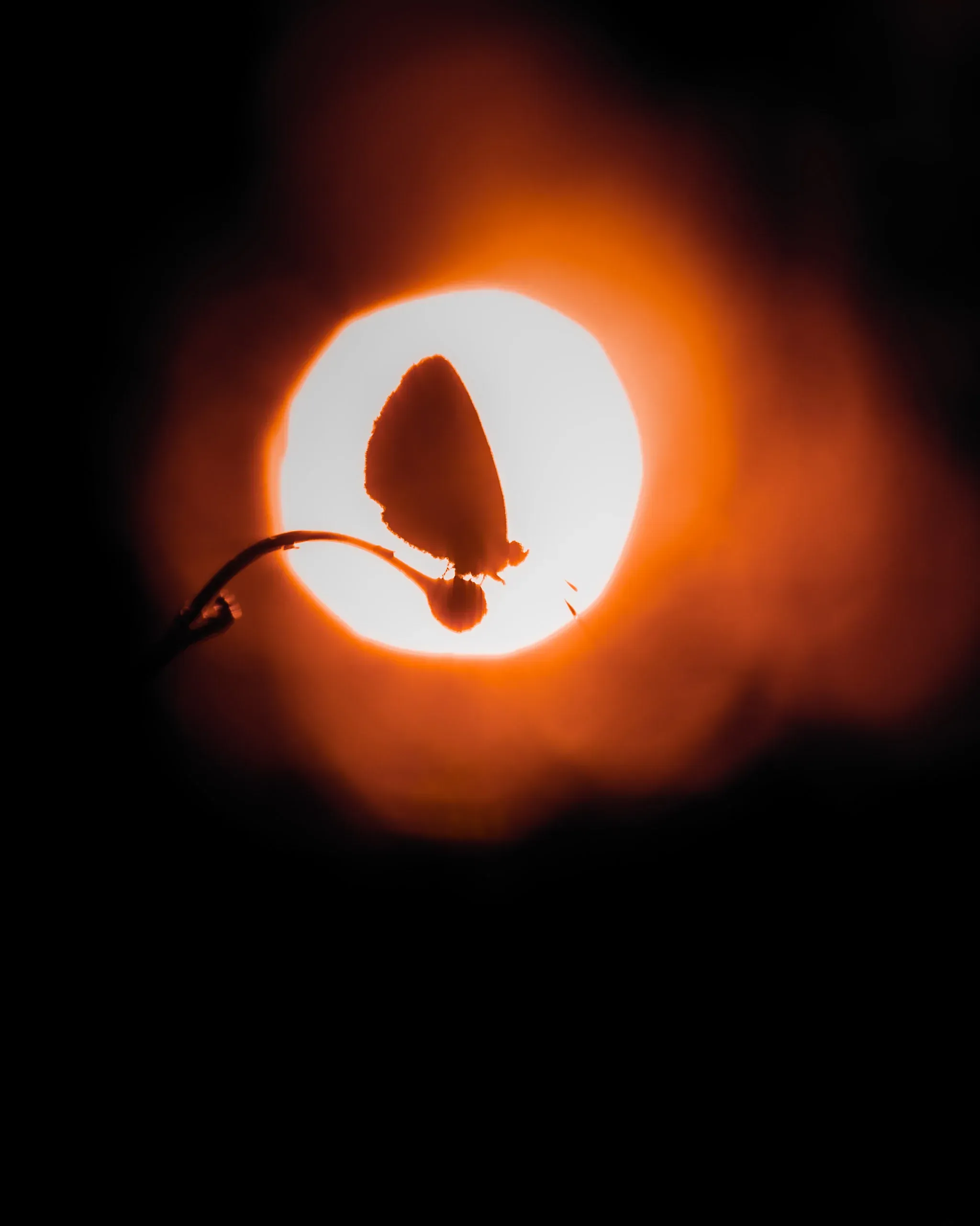 Bläuling als Silhouette vor der Sonnenscheibe