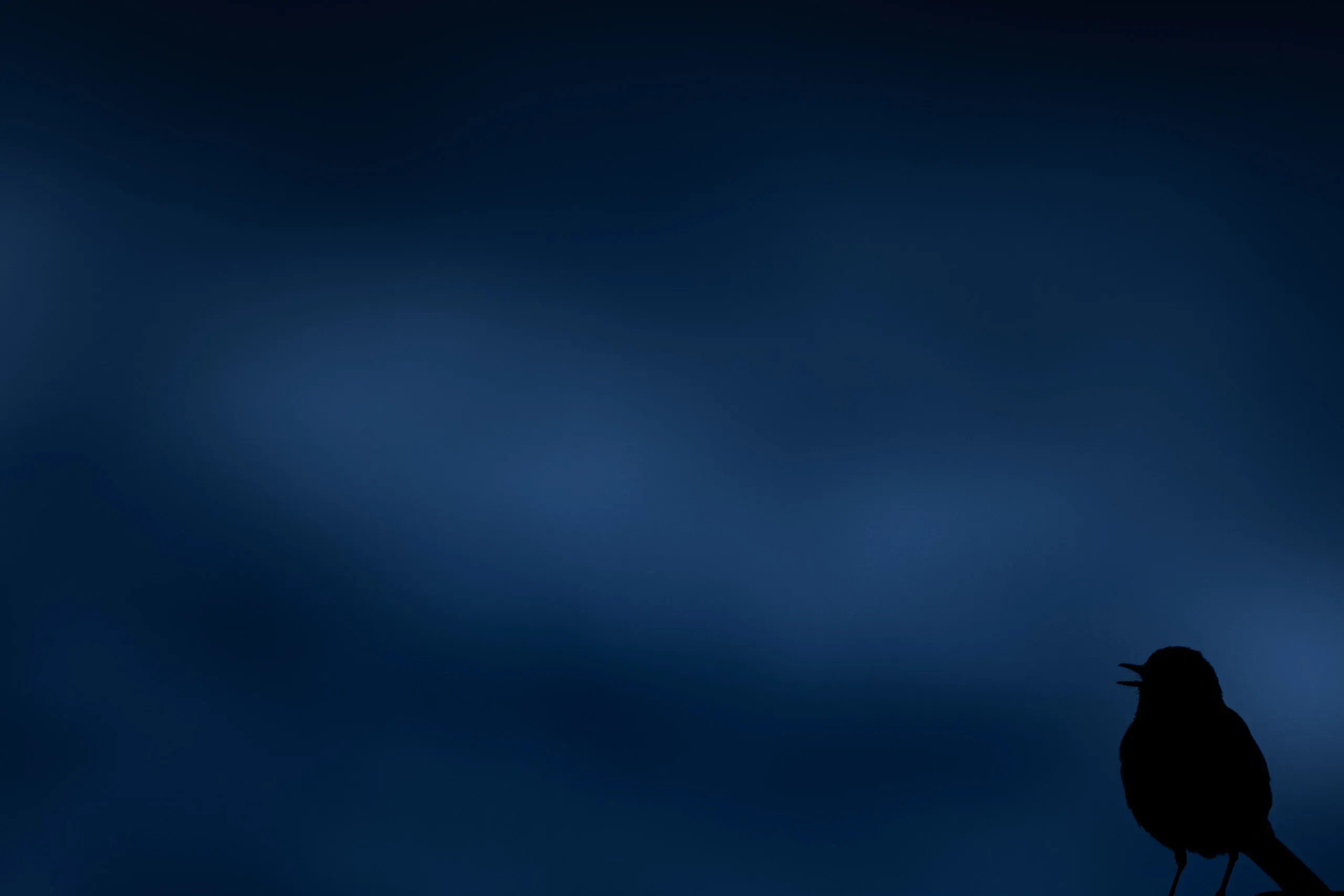 Vogel als Silhouette auf einem Zweig vor tiefblauer Dämmerung