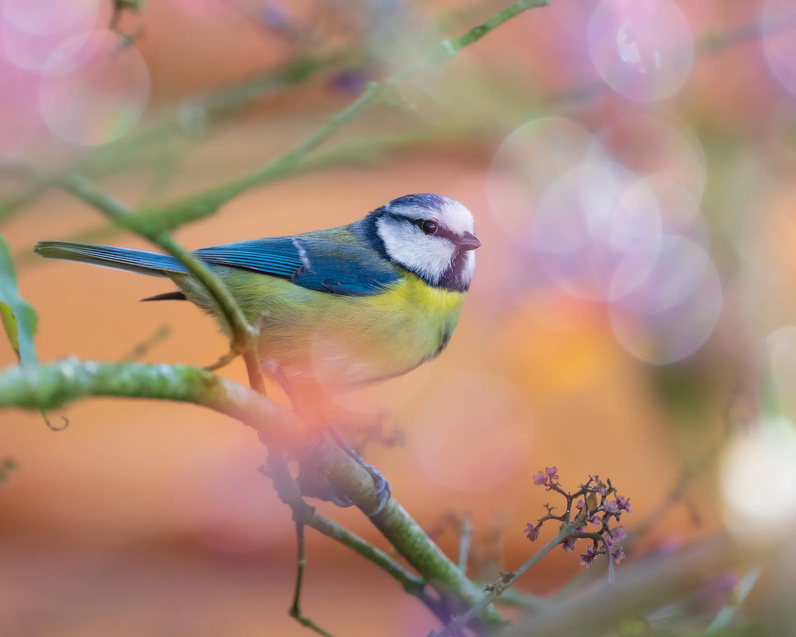 Blaumeise auf einem Zweig vor rosa Bokeh