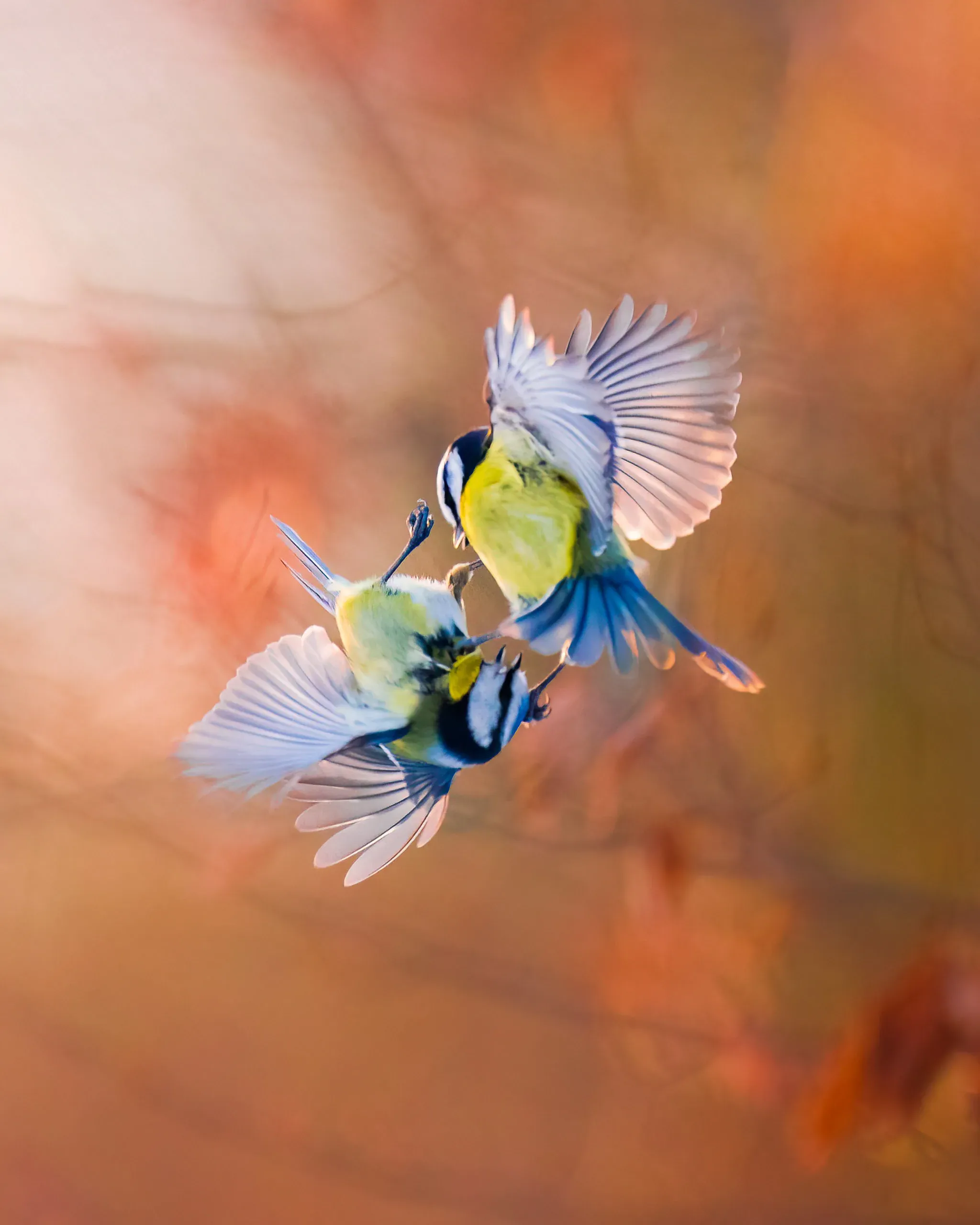 Zwei Blaumeisen im Luftkampf vor herbstlichem Hintergrund