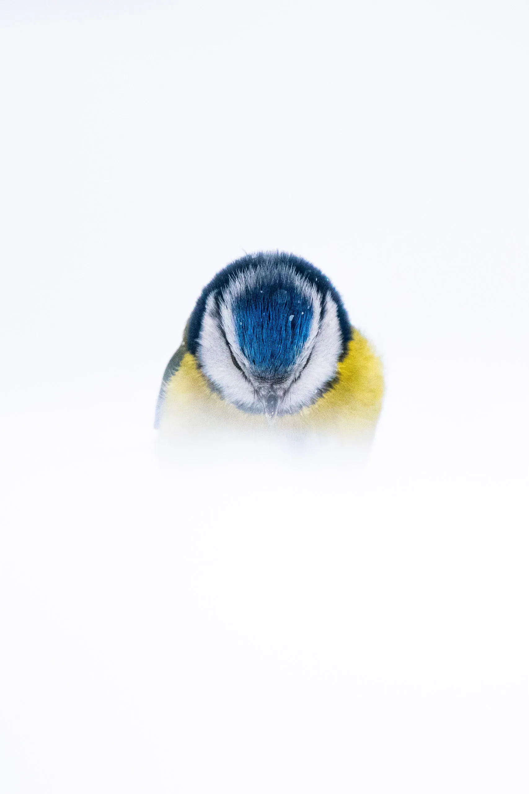 Blaumeise frontal im Schnee, hell in Weiß