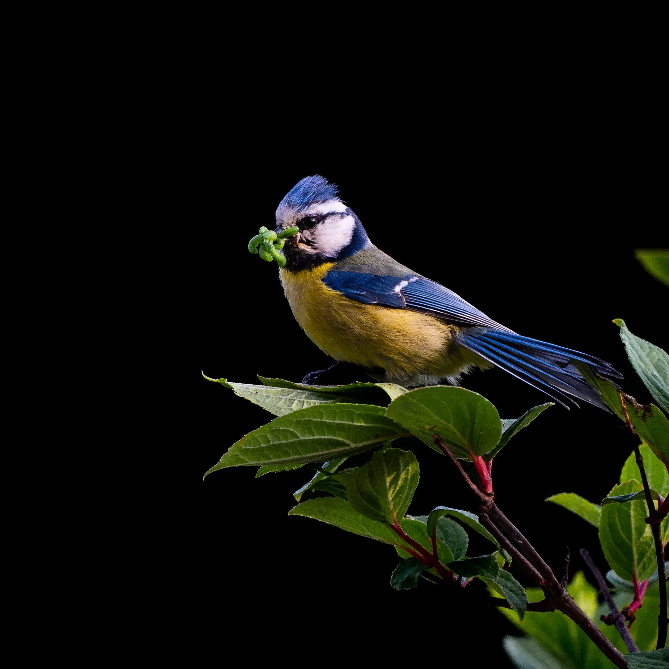 Blaumeise mit grüner Raupe im Schnabel vor schwarzem Hintergrund