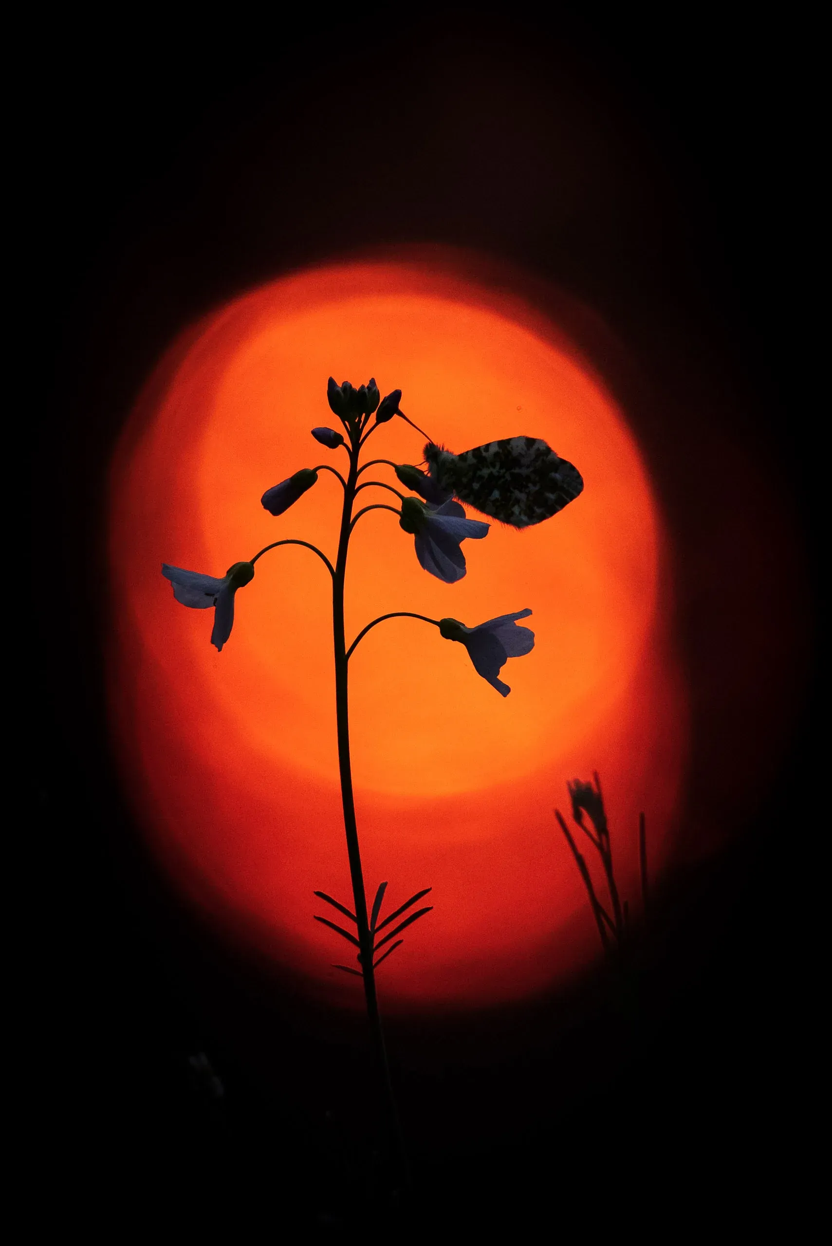 Zarte Pflanzensilhouette vor der glühend roten Sonnenscheibe