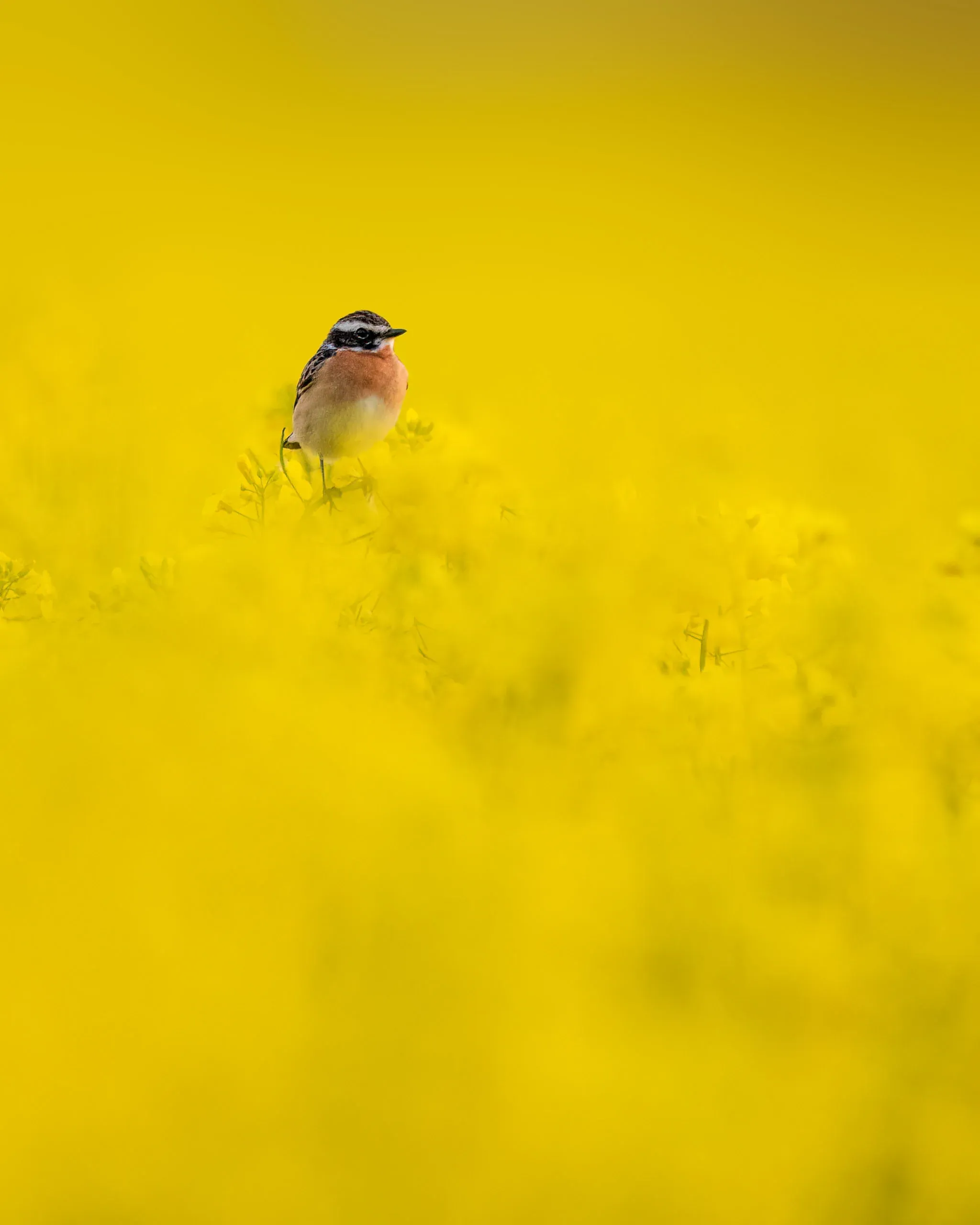 Braunkehlchen in einem leuchtend gelben Rapsfeld