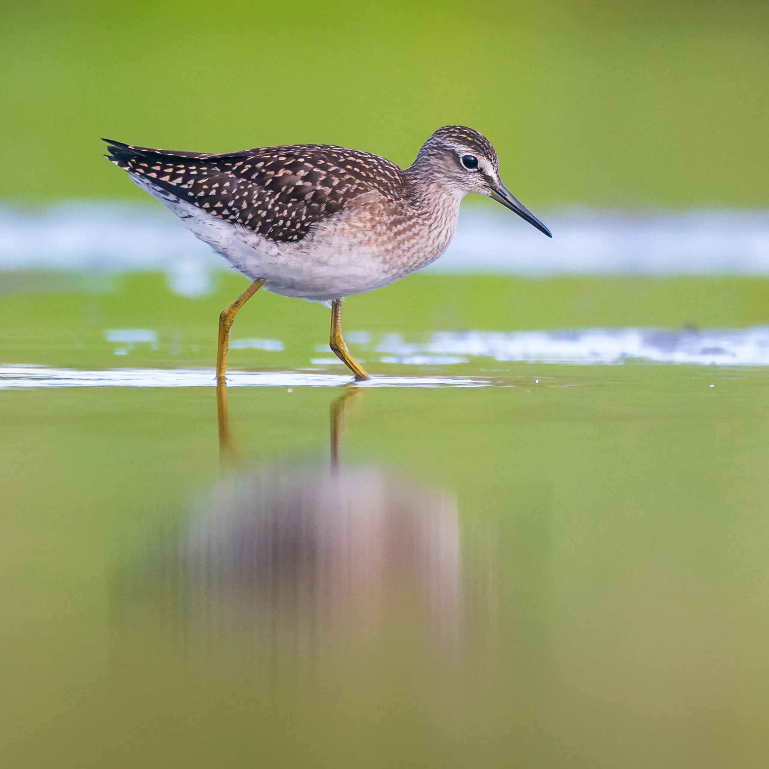 Bruchwasserläufer watet mit Spiegelung durch flaches Wasser