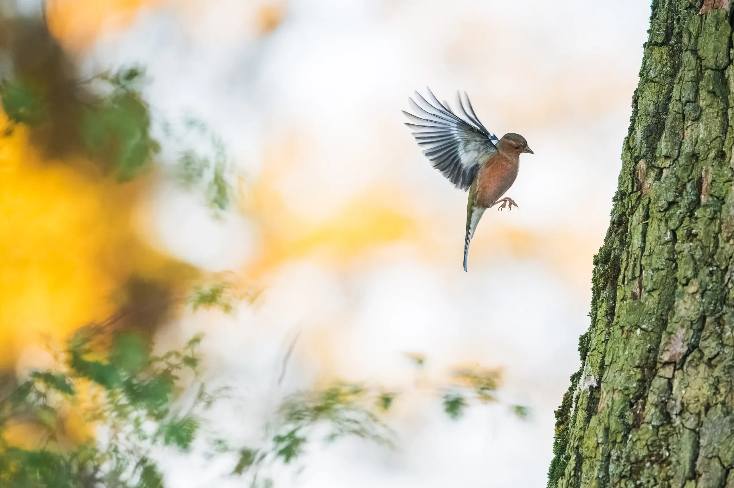 Buchfink fliegt einen Baumstamm an, herbstliches Bokeh