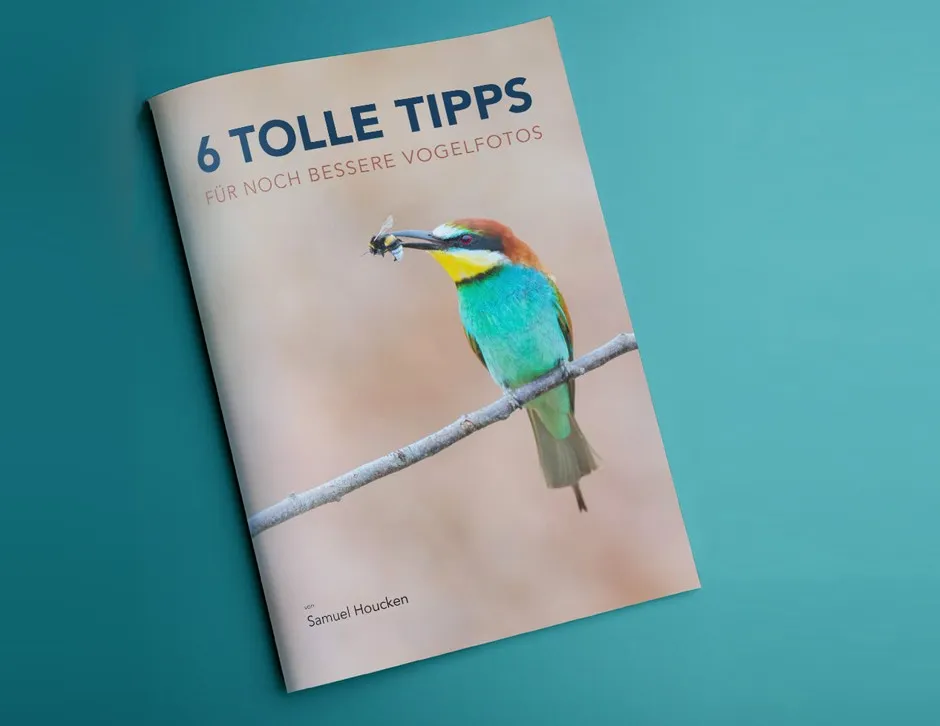E-Paper „6 Tipps für noch bessere Vogelfotos“ – Cover