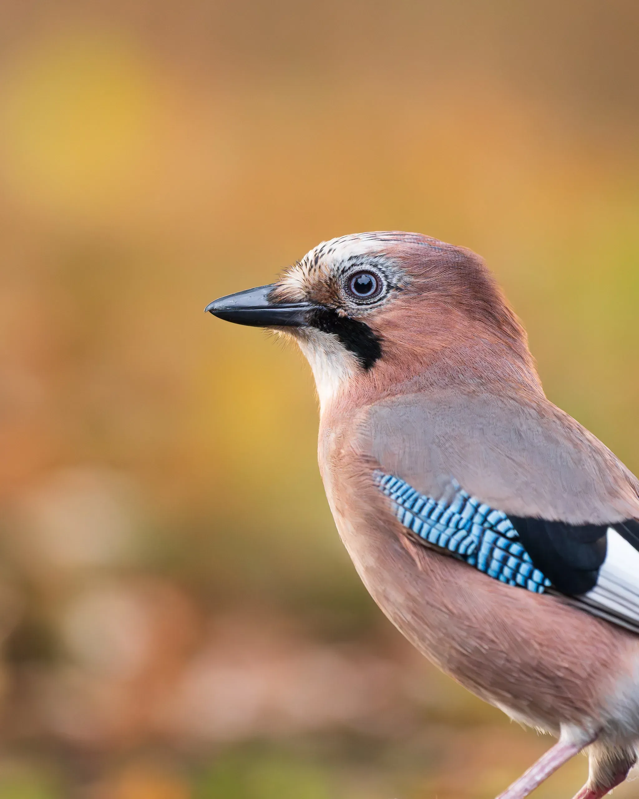 Eichelhäher im Porträt mit blauem Flügelfeld vor herbstlichem Hintergrund