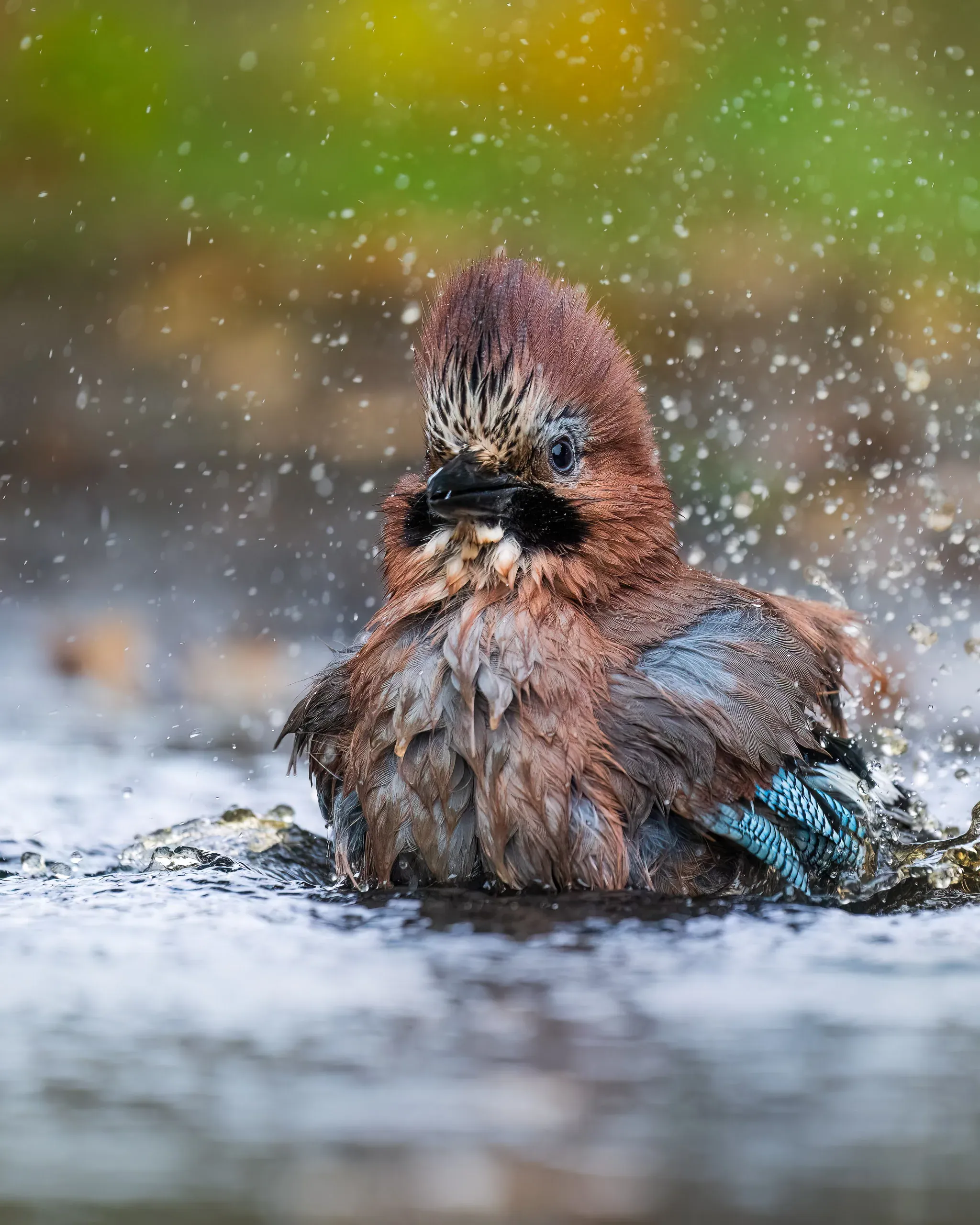 Eichelhäher badet spritzend in einer Wasserstelle