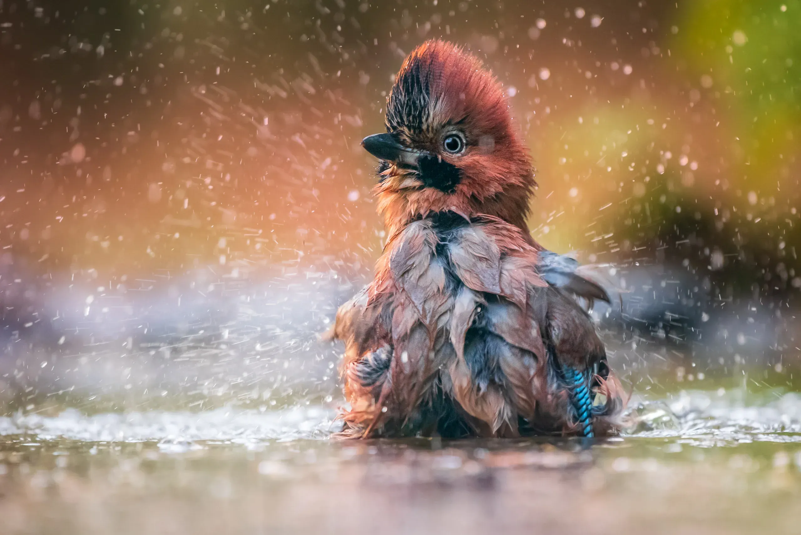 Eichelhäher badet spritzend im Wasser vor bunten Herbstfarben