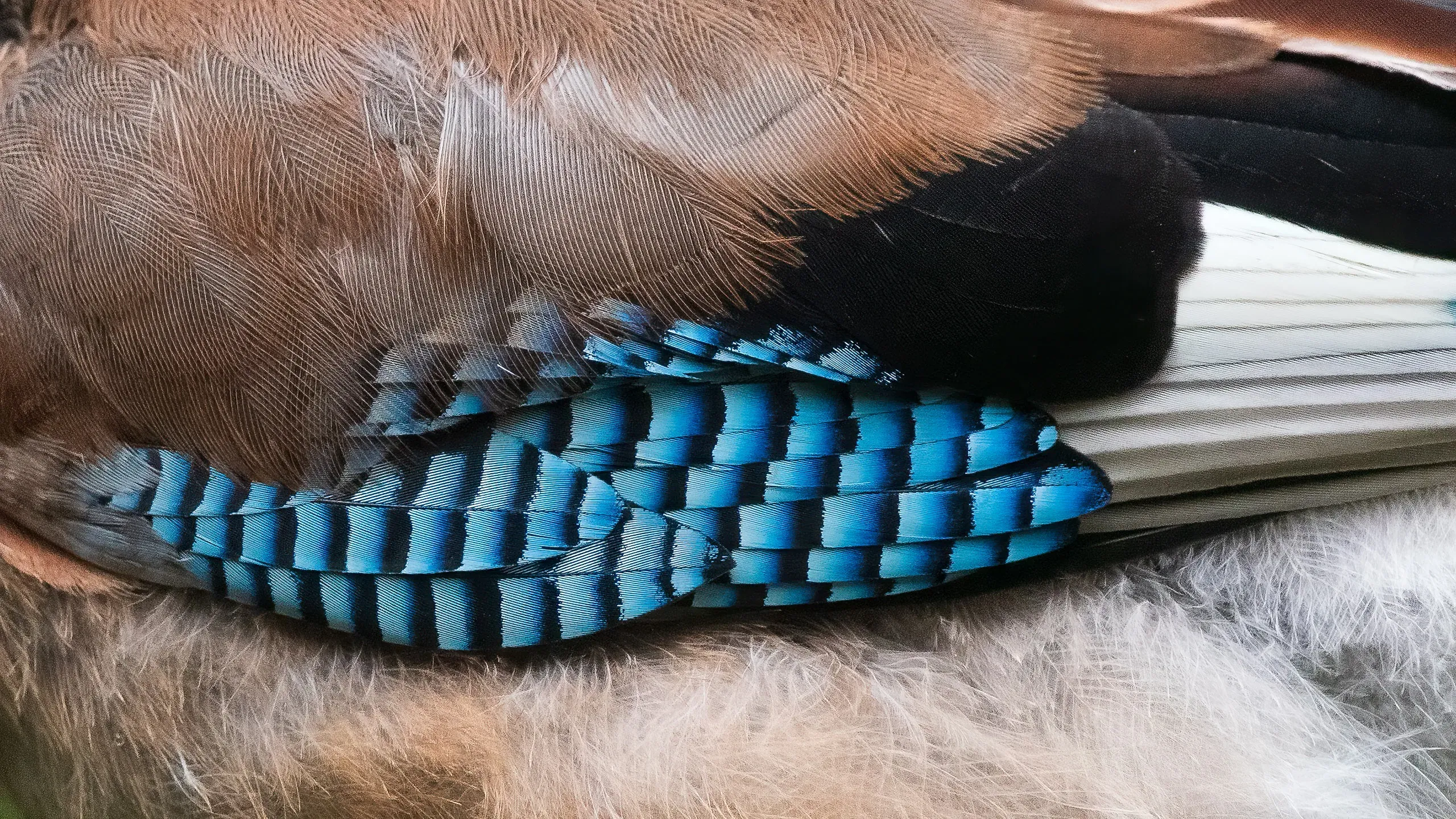 Makro der blau-schwarz gebänderten Flügelfedern eines Eichelhähers