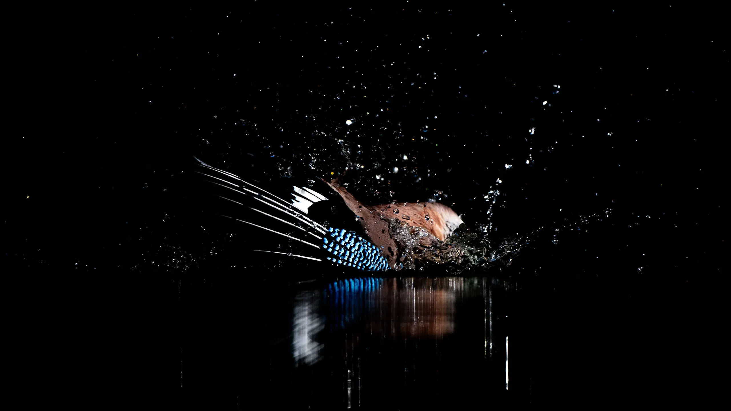 Eisvogel durchbricht die dunkle Wasseroberfläche, Tropfen spritzen