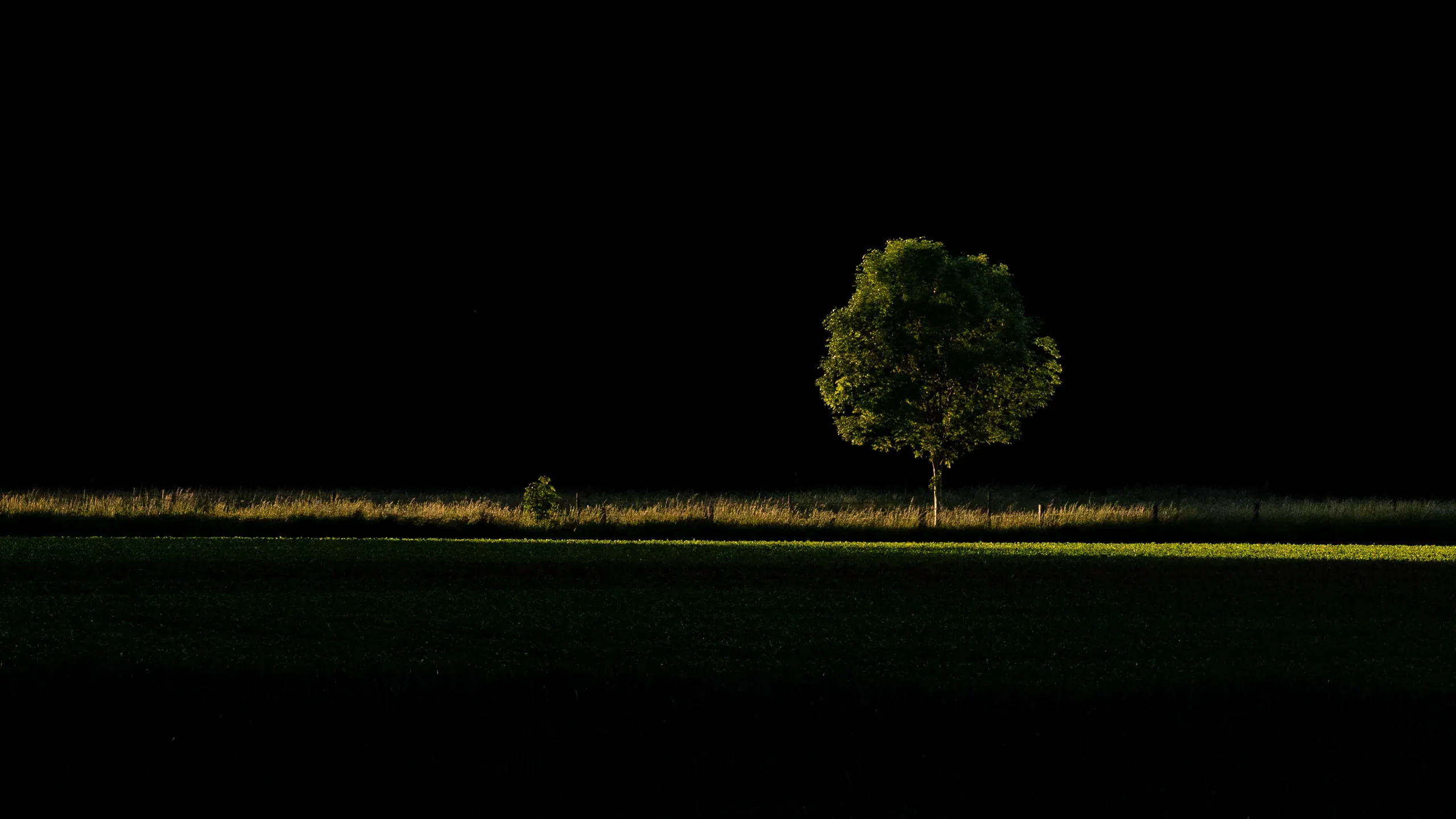 Einzelner Baum im letzten Streiflicht vor dunklem Hintergrund