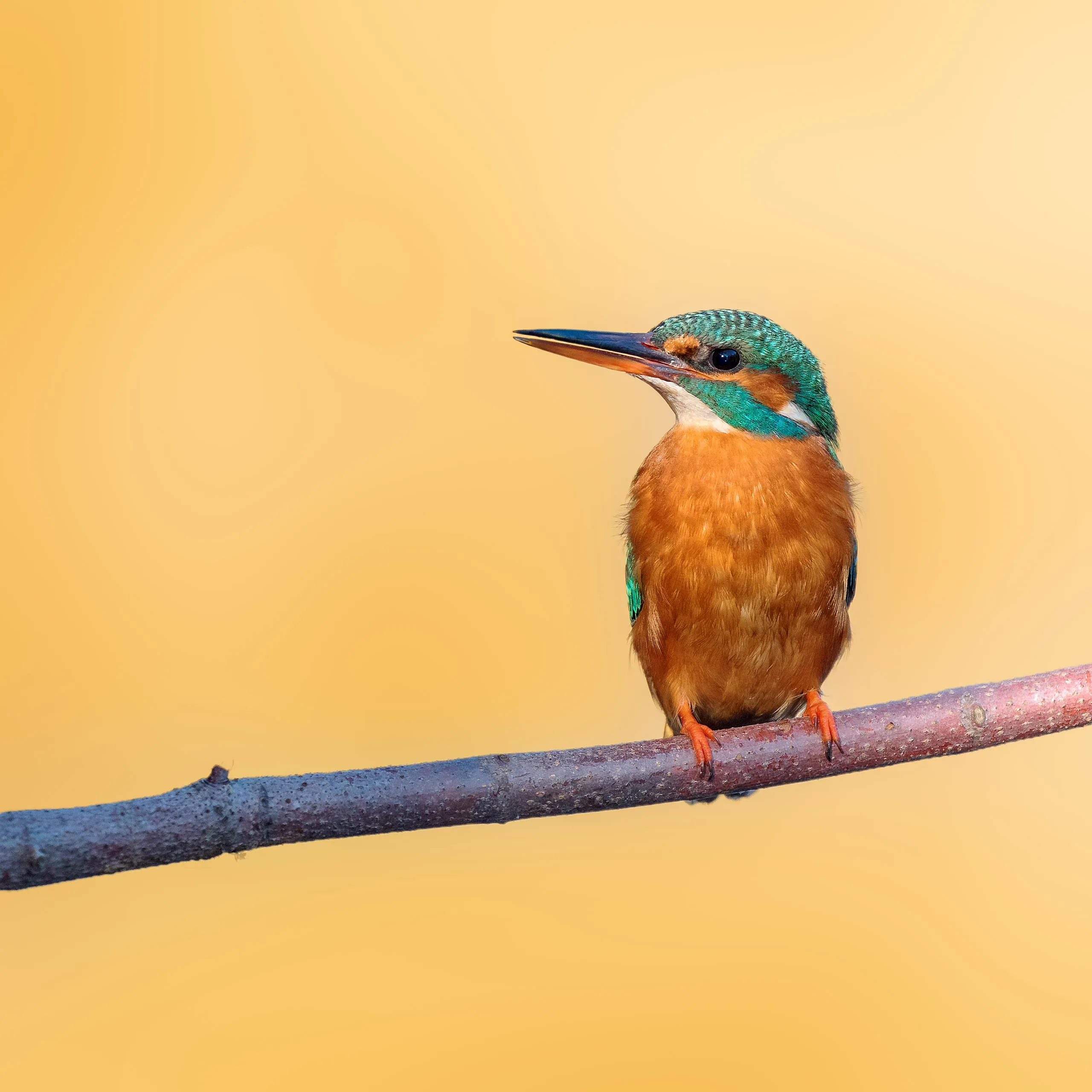 Eisvogel auf einem Zweig vor warmem orangem Hintergrund