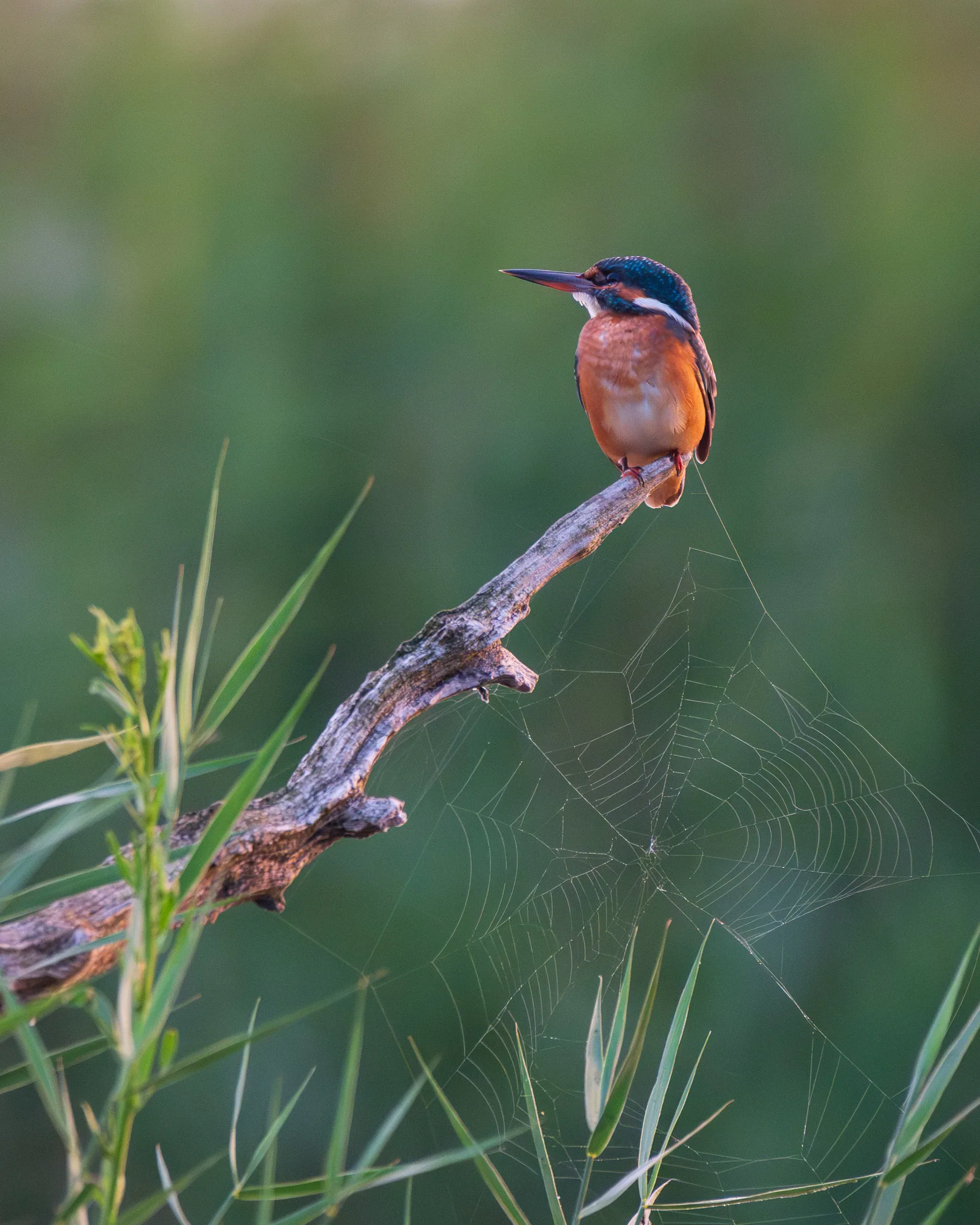 Eisvogel auf einem Zweig mit Spinnennetz im Morgenlicht