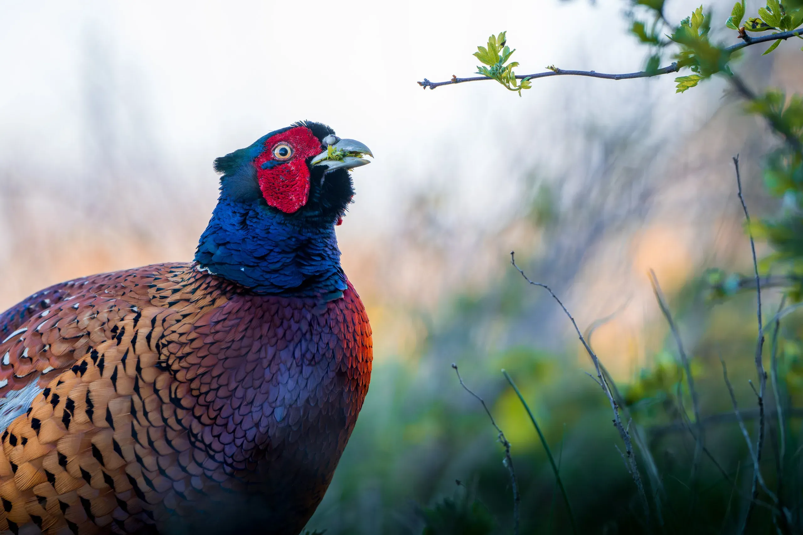 Common Pheasant (Phasianus colchicus)