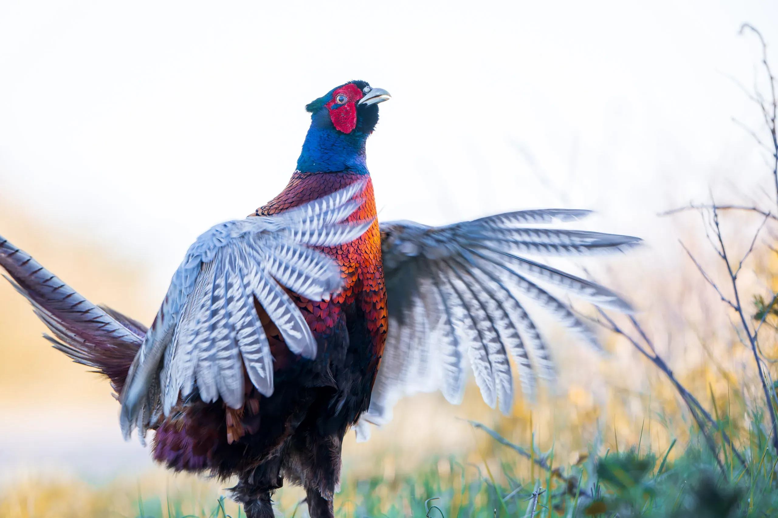 Common Pheasant (Phasianus colchicus)