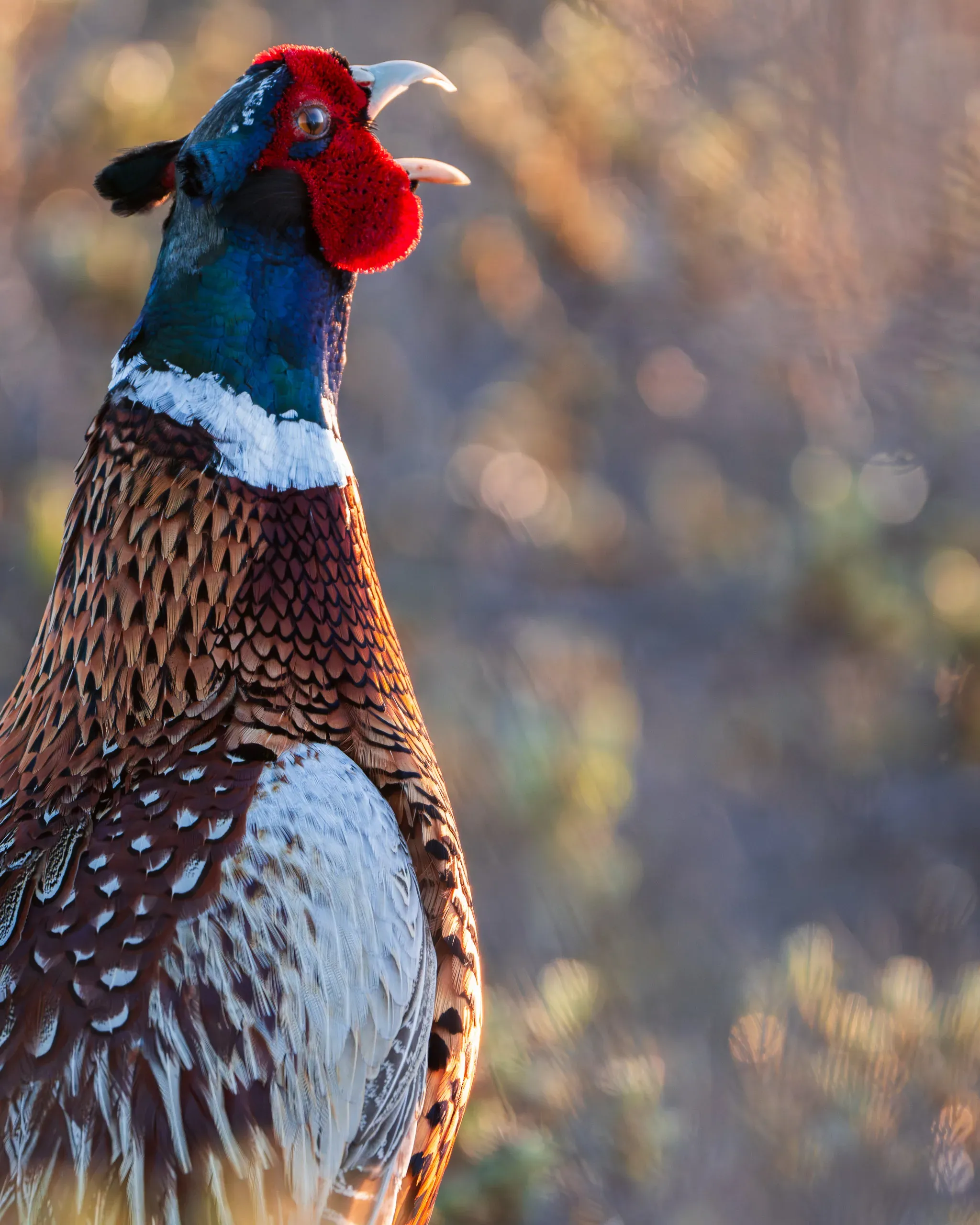 Common Pheasant (Phasianus colchicus)